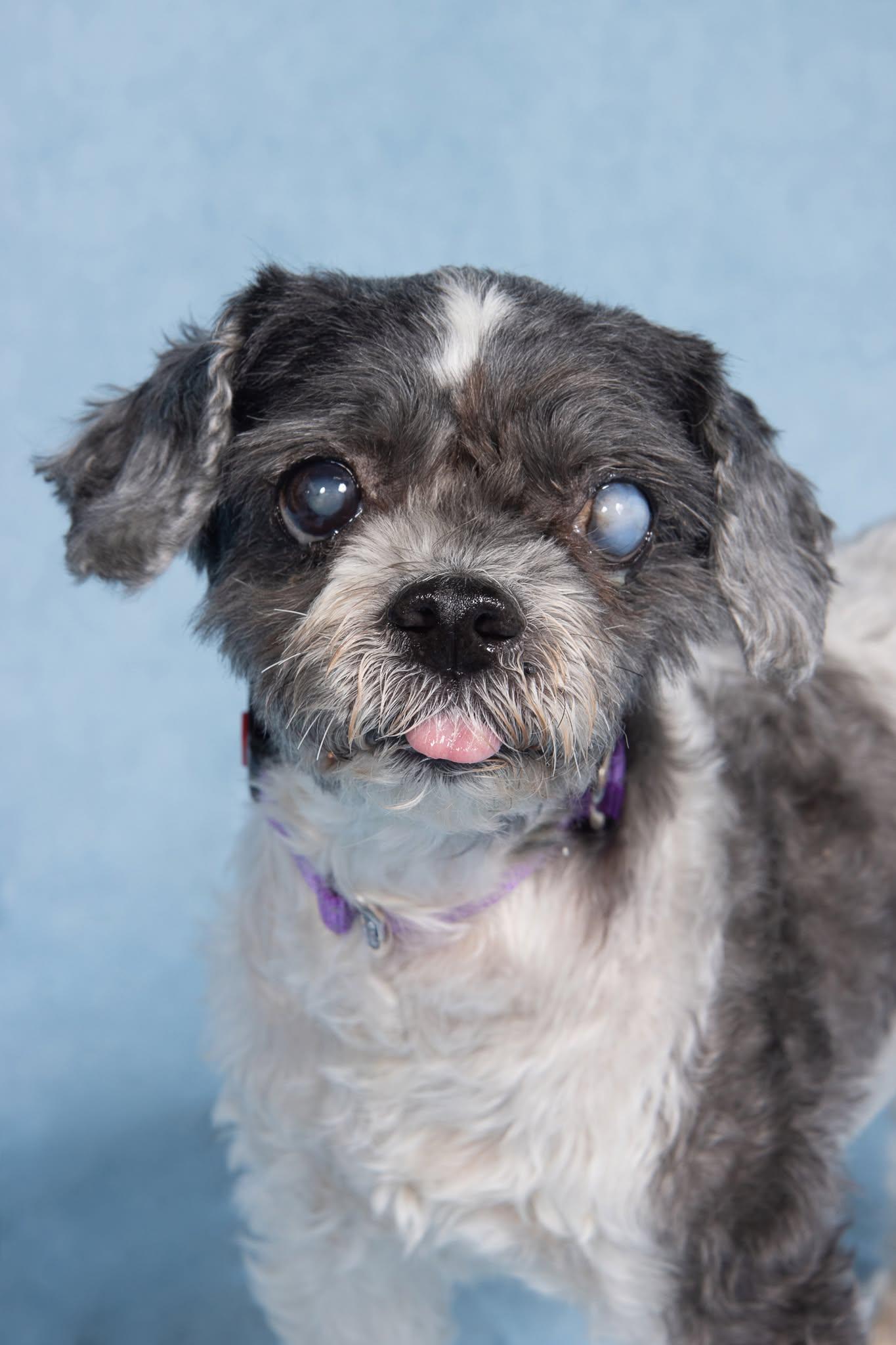 Muppet, ADOPTABLE, Senior Male Shih Tzu.