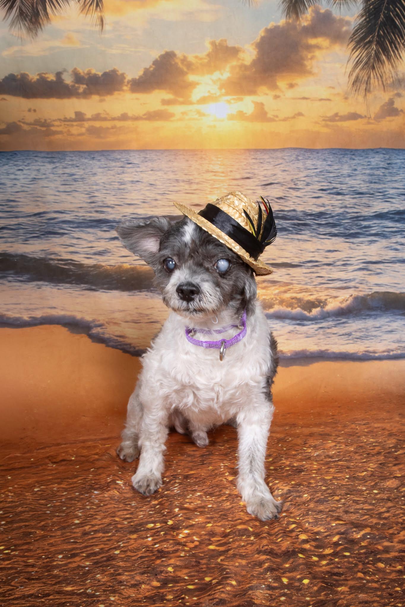Enlarge Muppet, a ADOPTABLE Shih Tzu in Cleveland, OH image 4/5