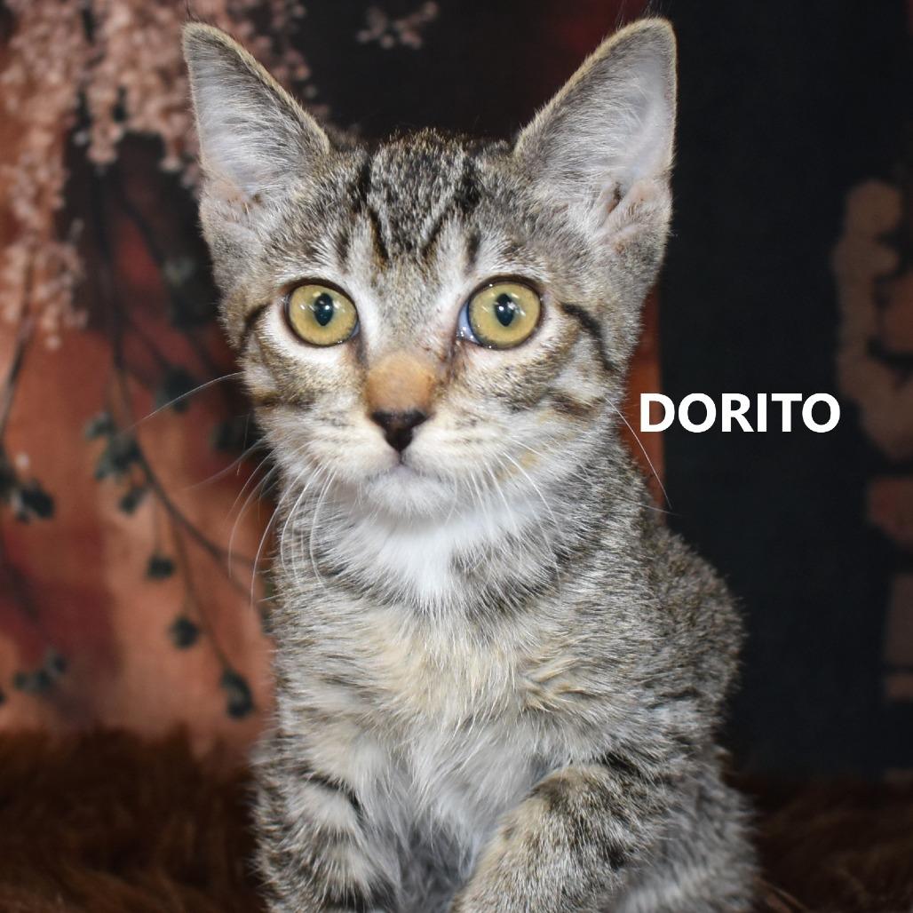 Enlarge Dorito, a Adoptable Domestic Short Hair in Yuma, AZ image 1/2