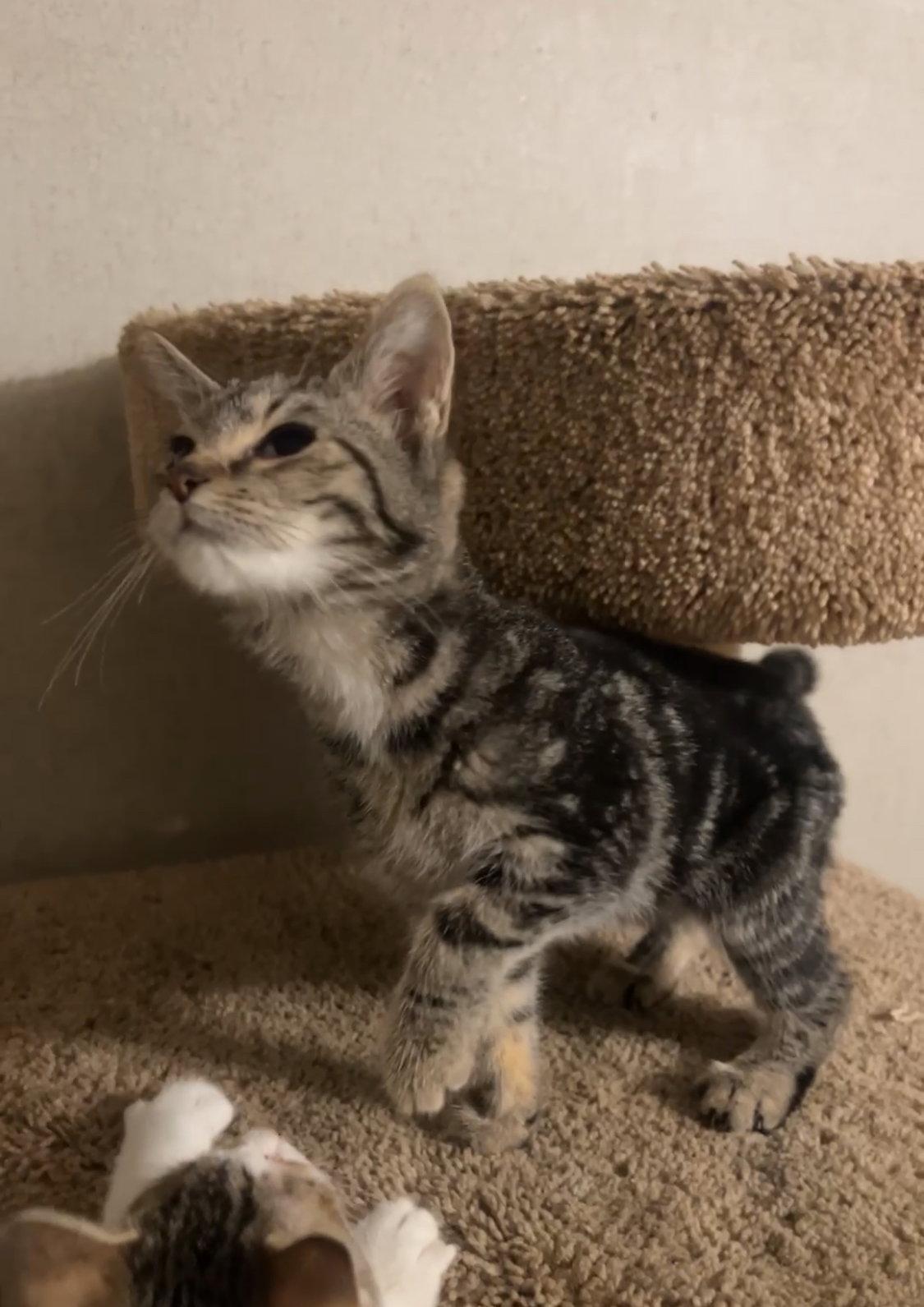 VELVET, Adopted, Kitten Female Domestic Short Hair.