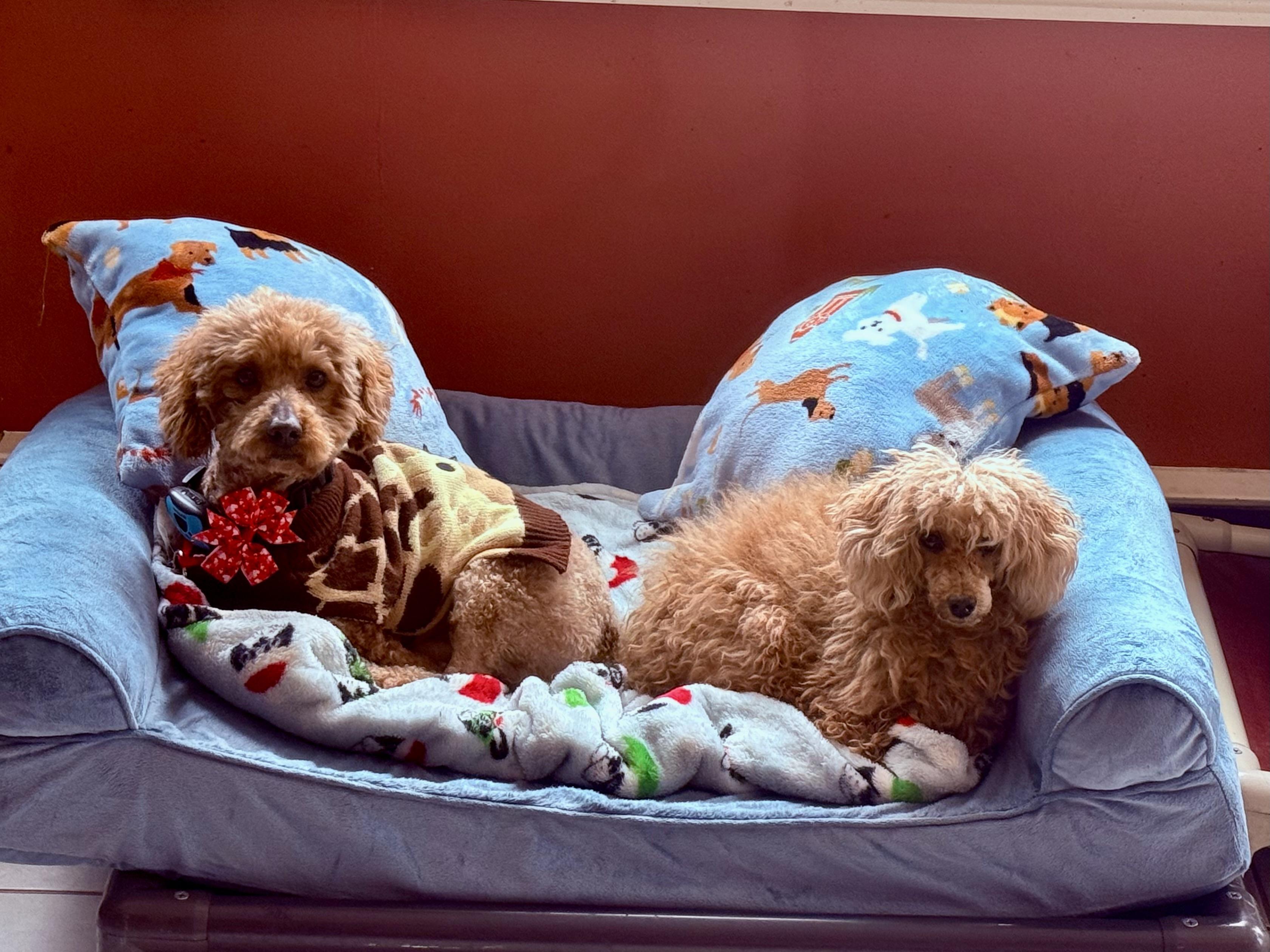 Enlarge OH DANNY BOY, a ADOPTABLE mixed breed in Media, PA image 3/3