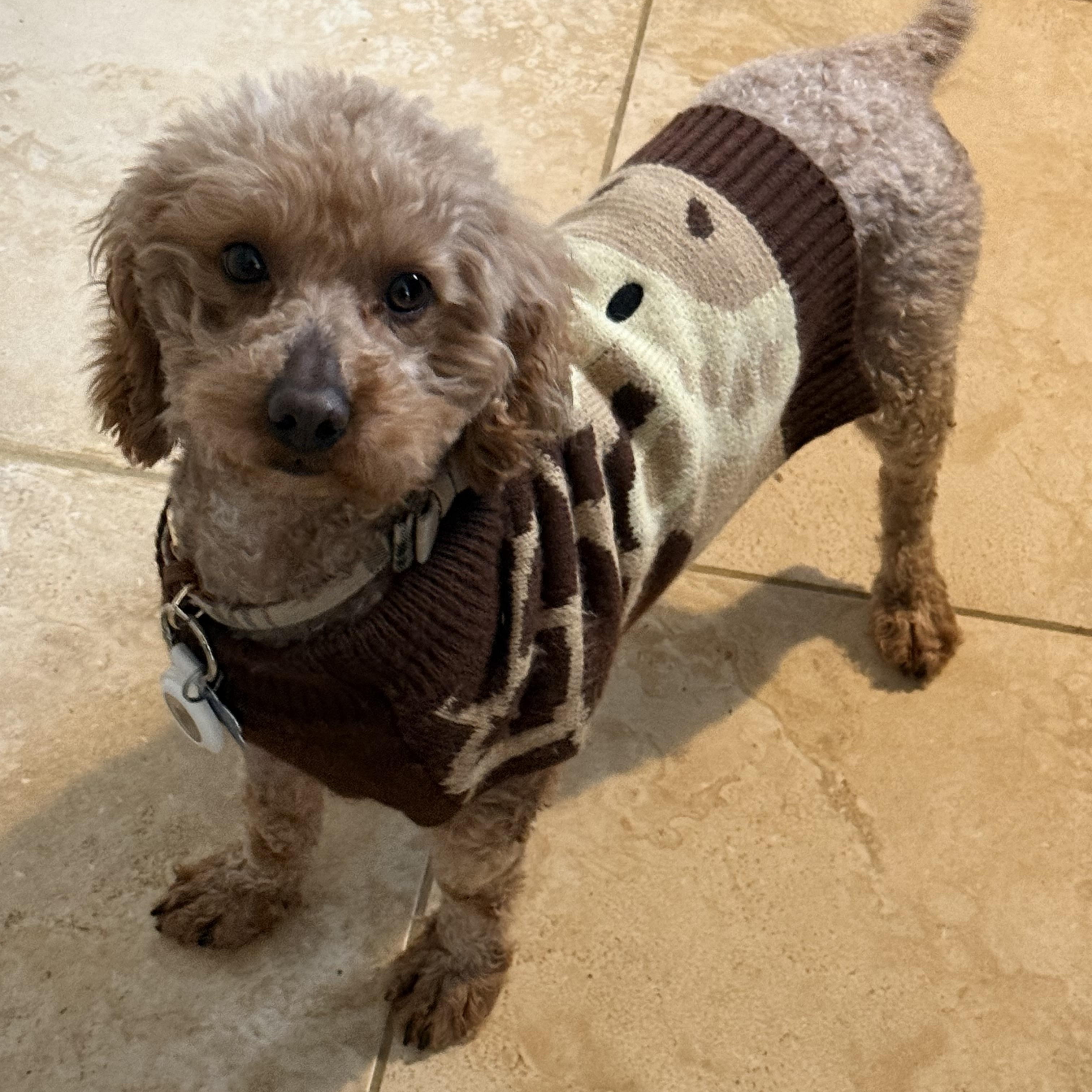 Enlarge OH DANNY BOY, a ADOPTABLE mixed breed in Media, PA image 1/3