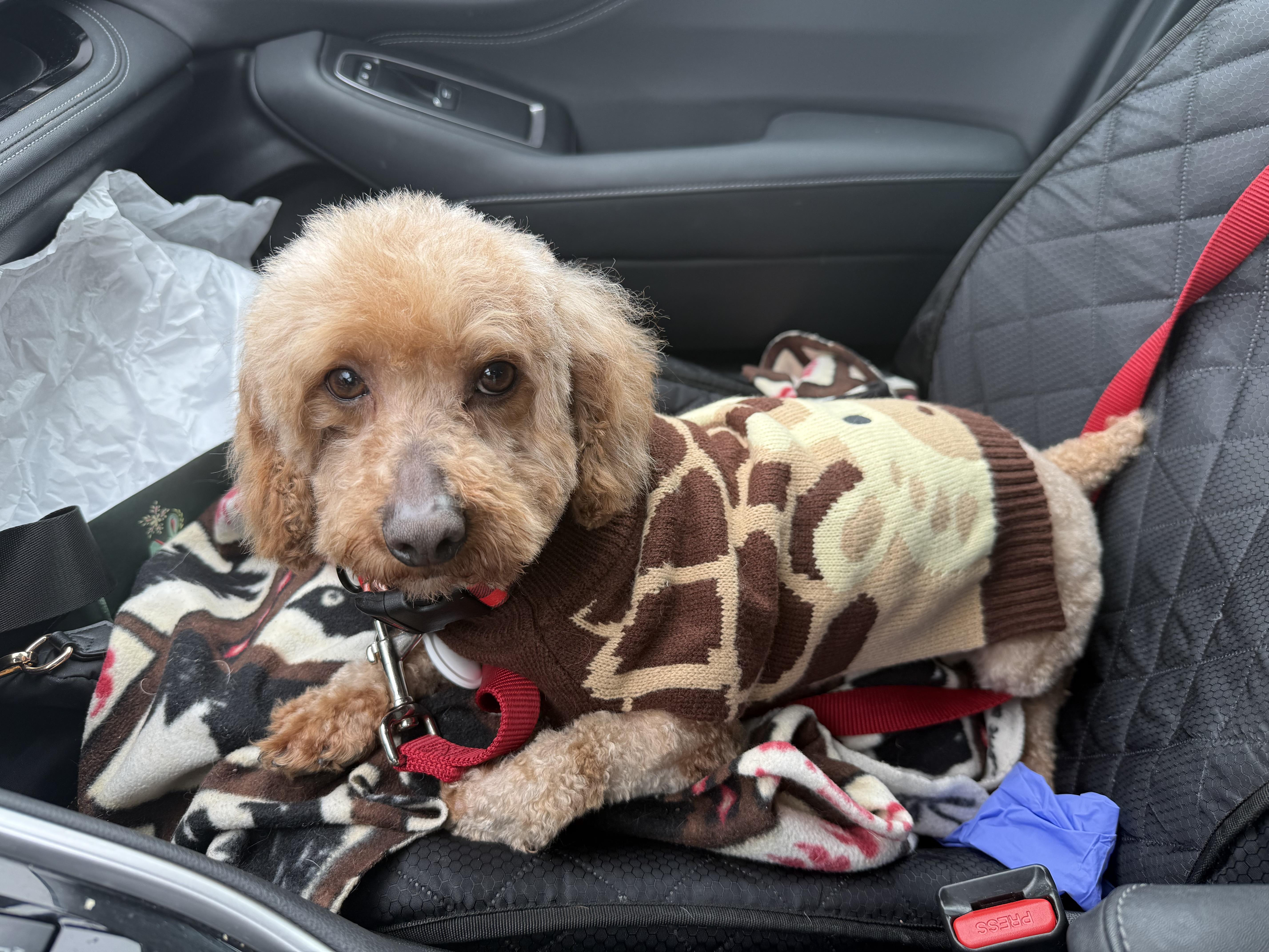 Enlarge OH DANNY BOY, a ADOPTABLE mixed breed in Media, PA image 2/3