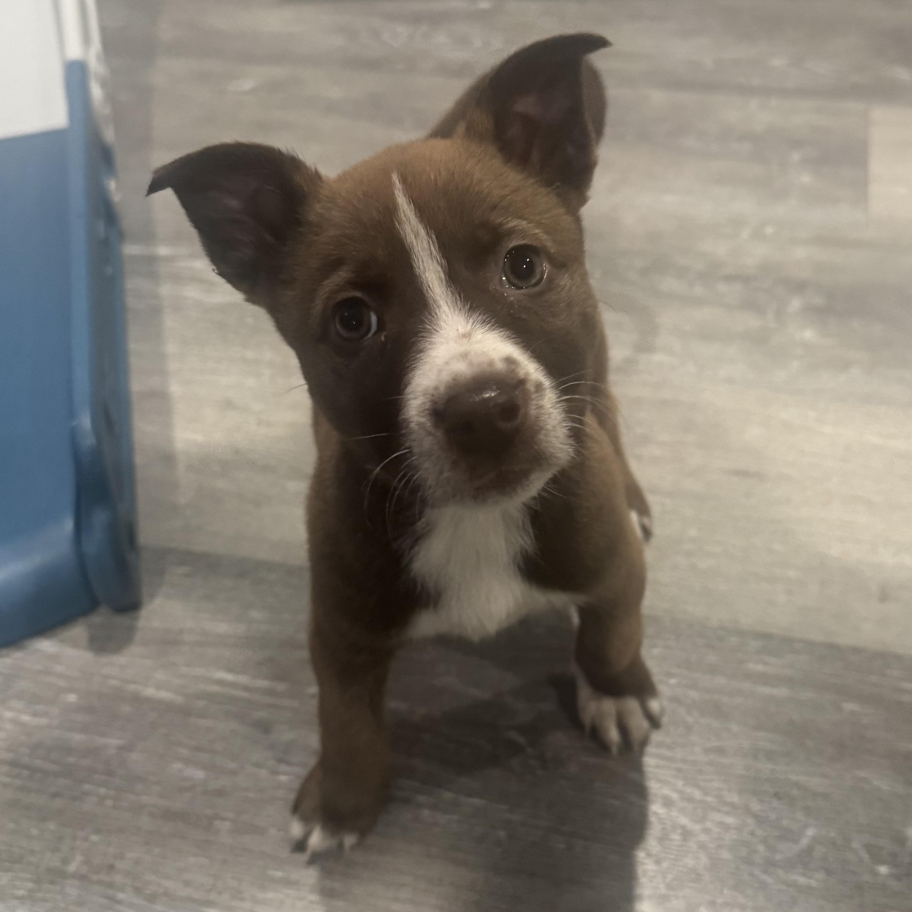 Emily, ADOPTABLE, Puppy Female Terrier.