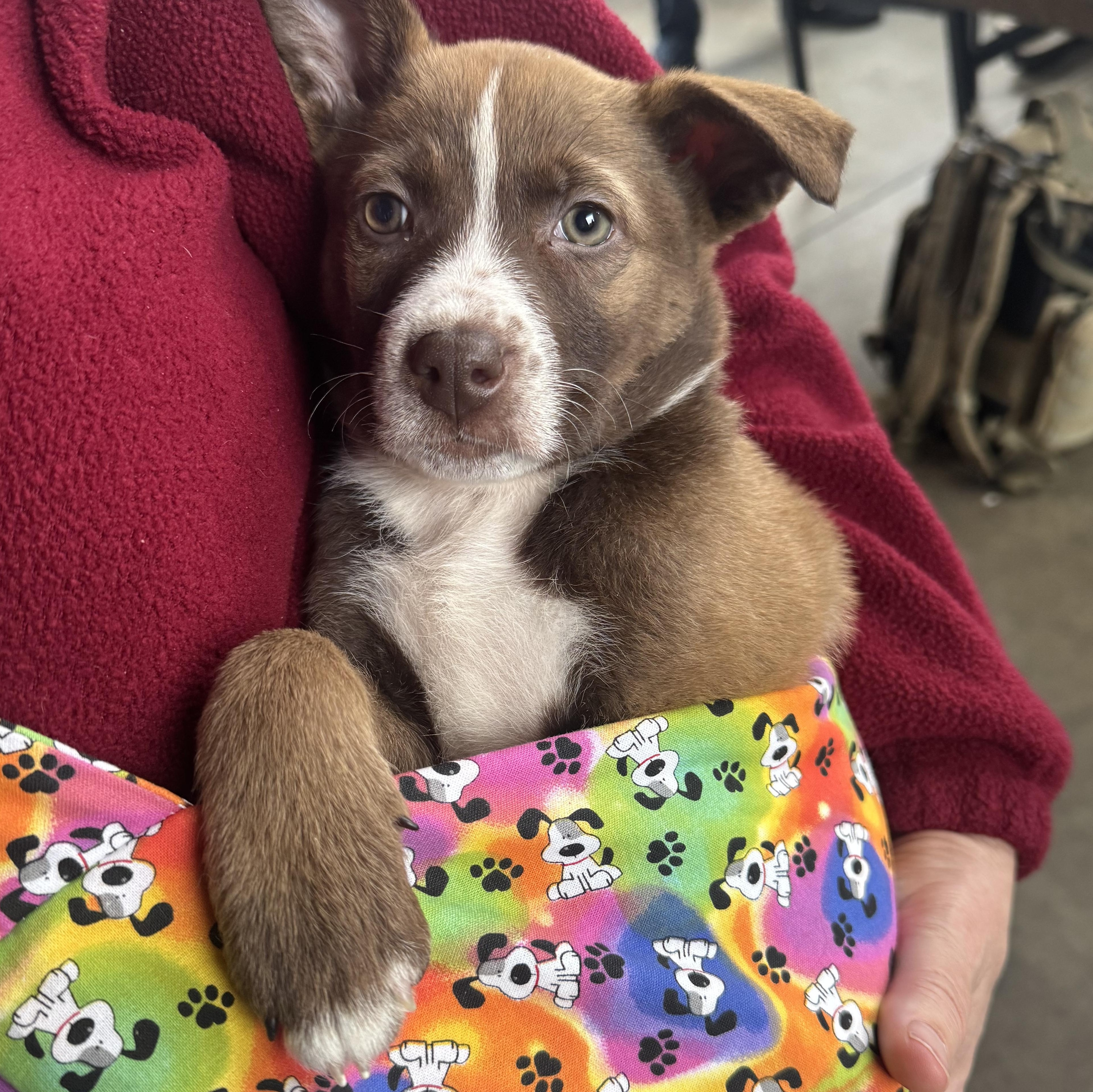Enlarge Emily, a ADOPTABLE mixed breed in Lincoln, CA image 3/4