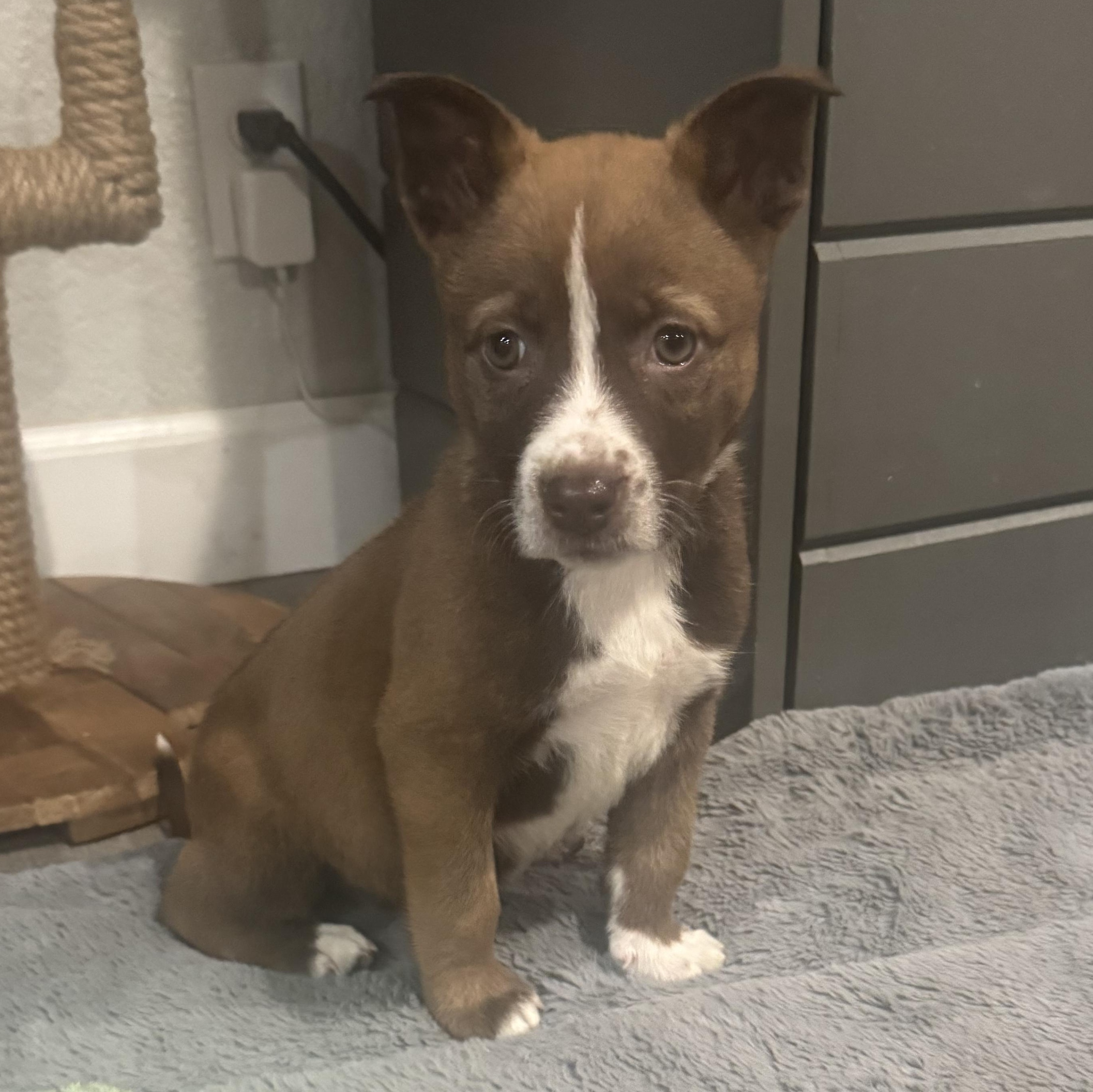 Enlarge Emily, a ADOPTABLE mixed breed in Lincoln, CA image 4/4