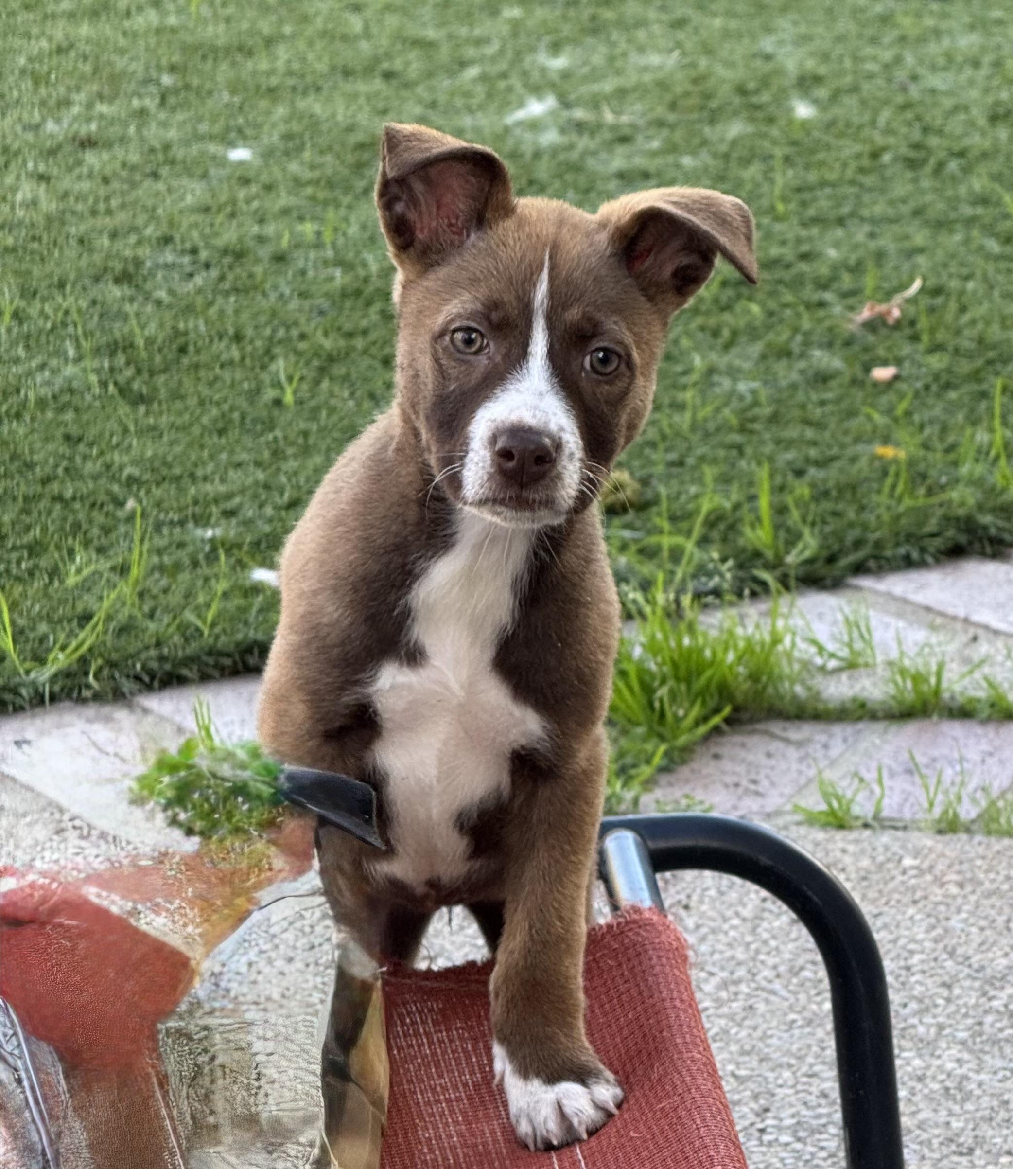 Enlarge Emily, a ADOPTABLE mixed breed in Lincoln, CA image 1/4