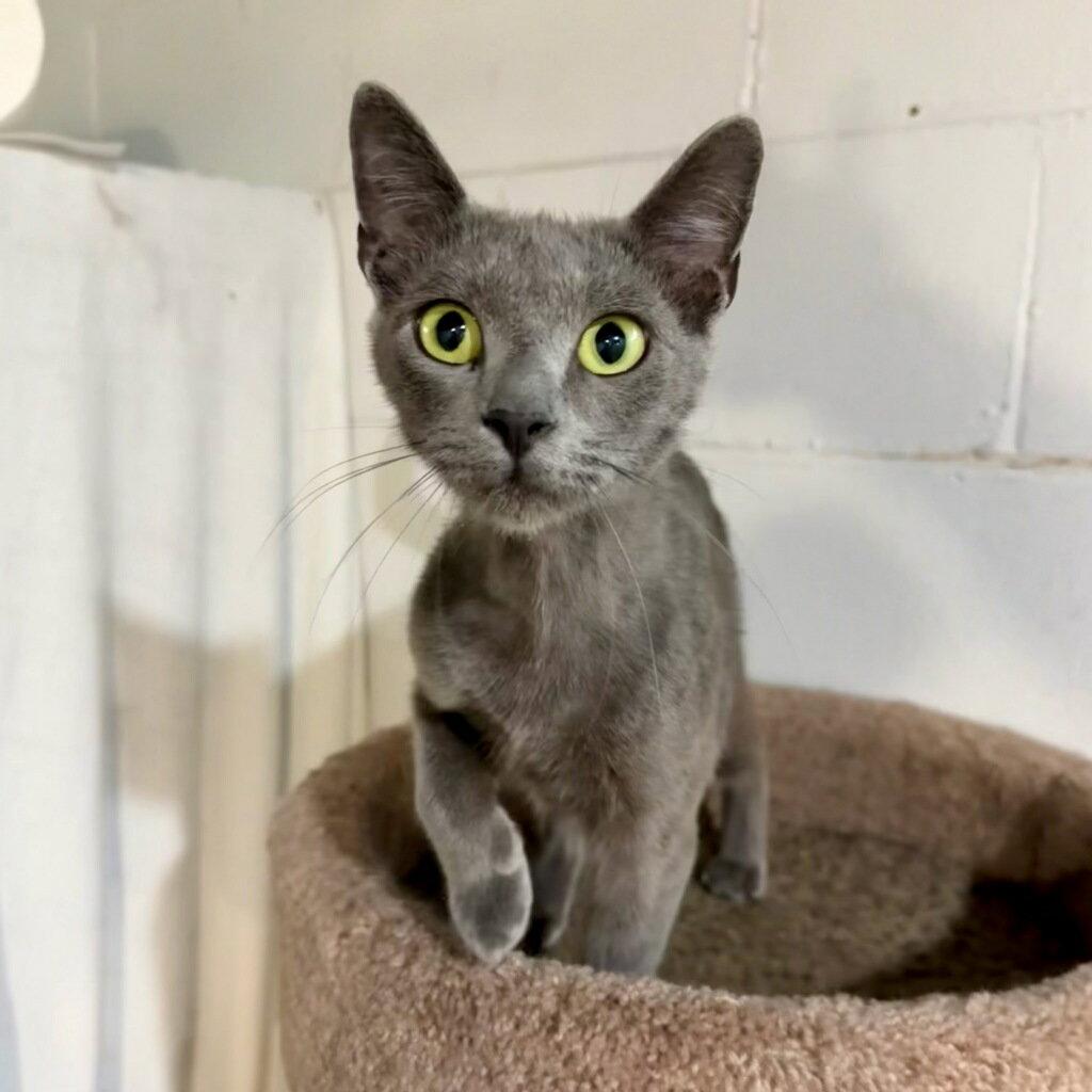 Serena, Adoptable, Adult Female Domestic Short Hair & Russian Blue.
