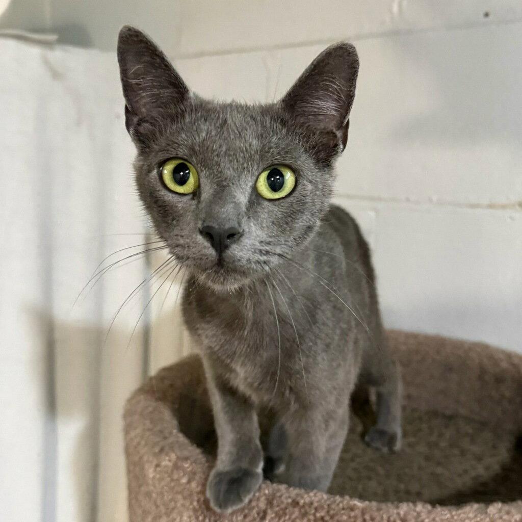 Serena, a Adoptable mixed breed in Cuyahoga Falls, OH image 2/2