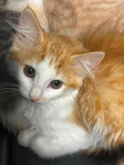 Enlarge Curry, a Adopted Domestic Short Hair in Annapolis, MD image 1/2