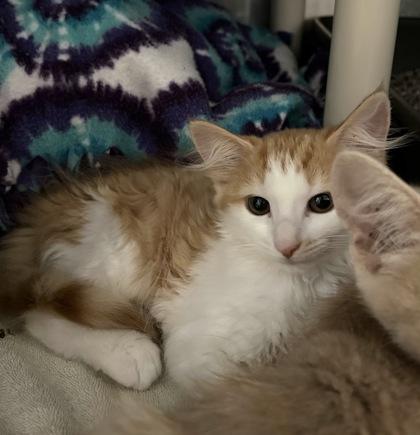 Enlarge Curry, a Adopted Domestic Short Hair in Annapolis, MD image 2/2