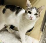 Enlarge Barbie, a Adopted Domestic Short Hair in Skowhegan, ME image 1/1