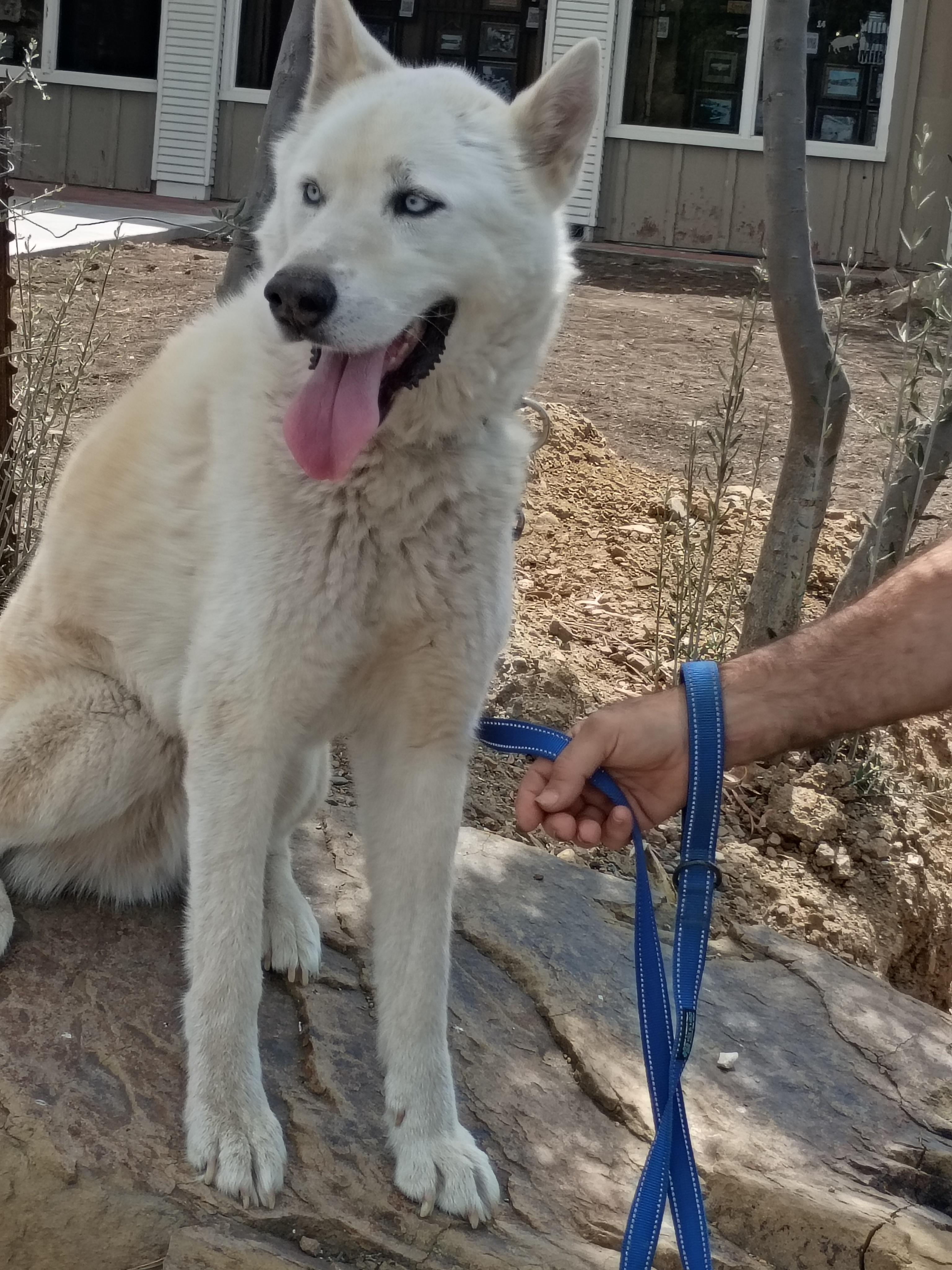 Enlarge Nikes, a Adoptable mixed breed in San Juan Bautista, CA image 1/6