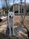 Enlarge Nikes, a Adoptable mixed breed in San Juan Bautista, CA image 5/6