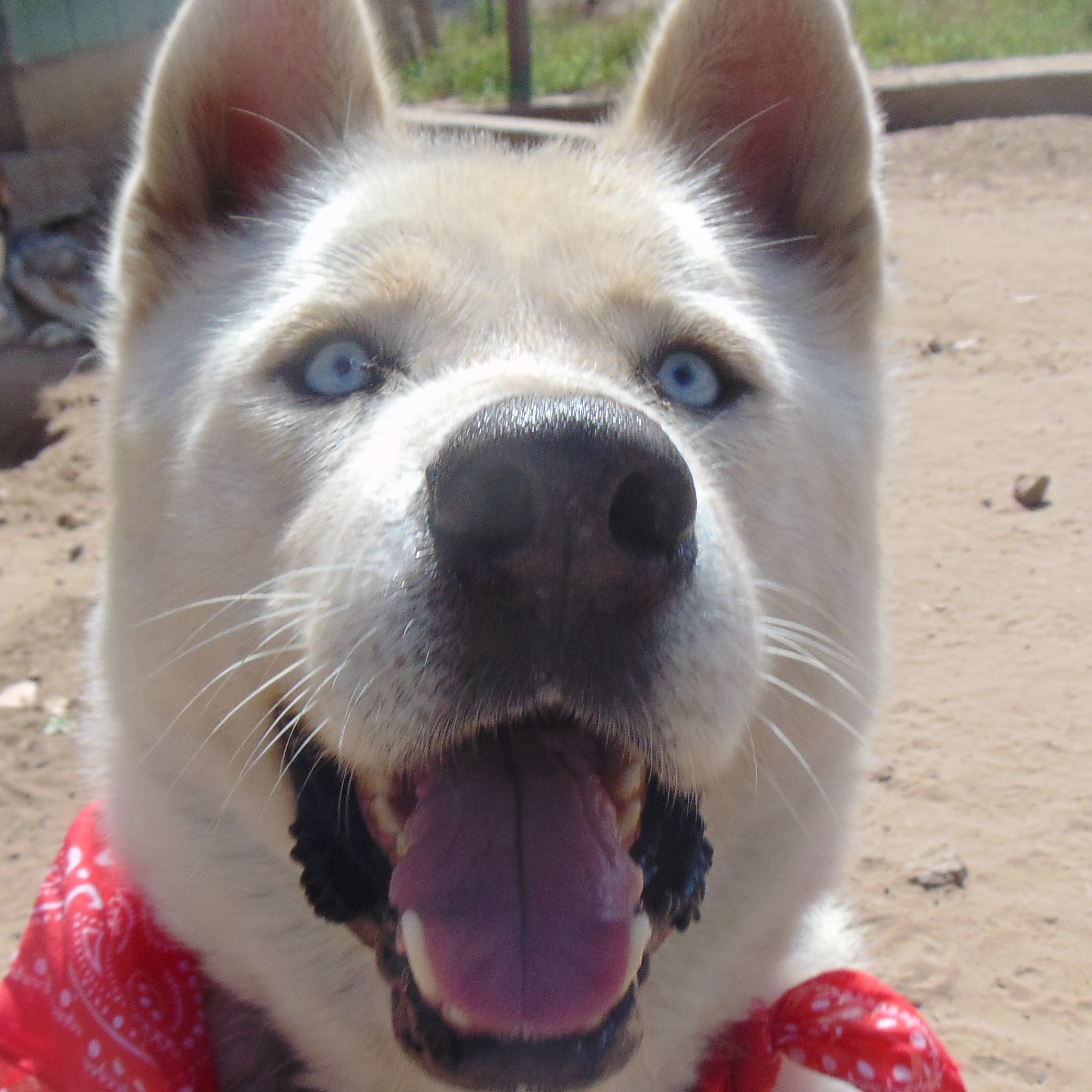 Nikes, a Adoptable mixed breed in San Juan Bautista, CA image 2/3