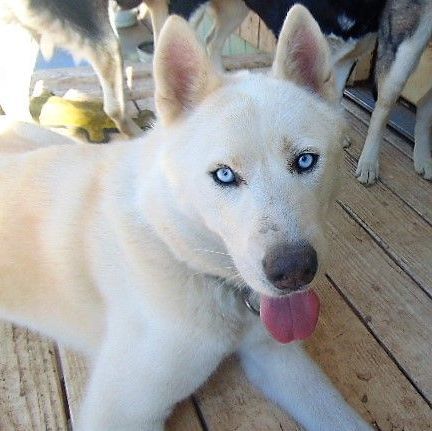 Niles, Adult Male Siberian Husky