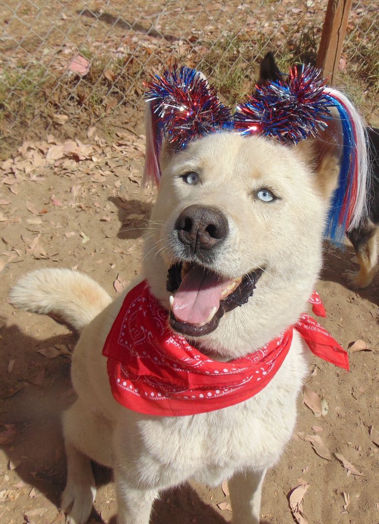 Nikes, a Adoptable mixed breed in San Juan Bautista, CA image 3/3