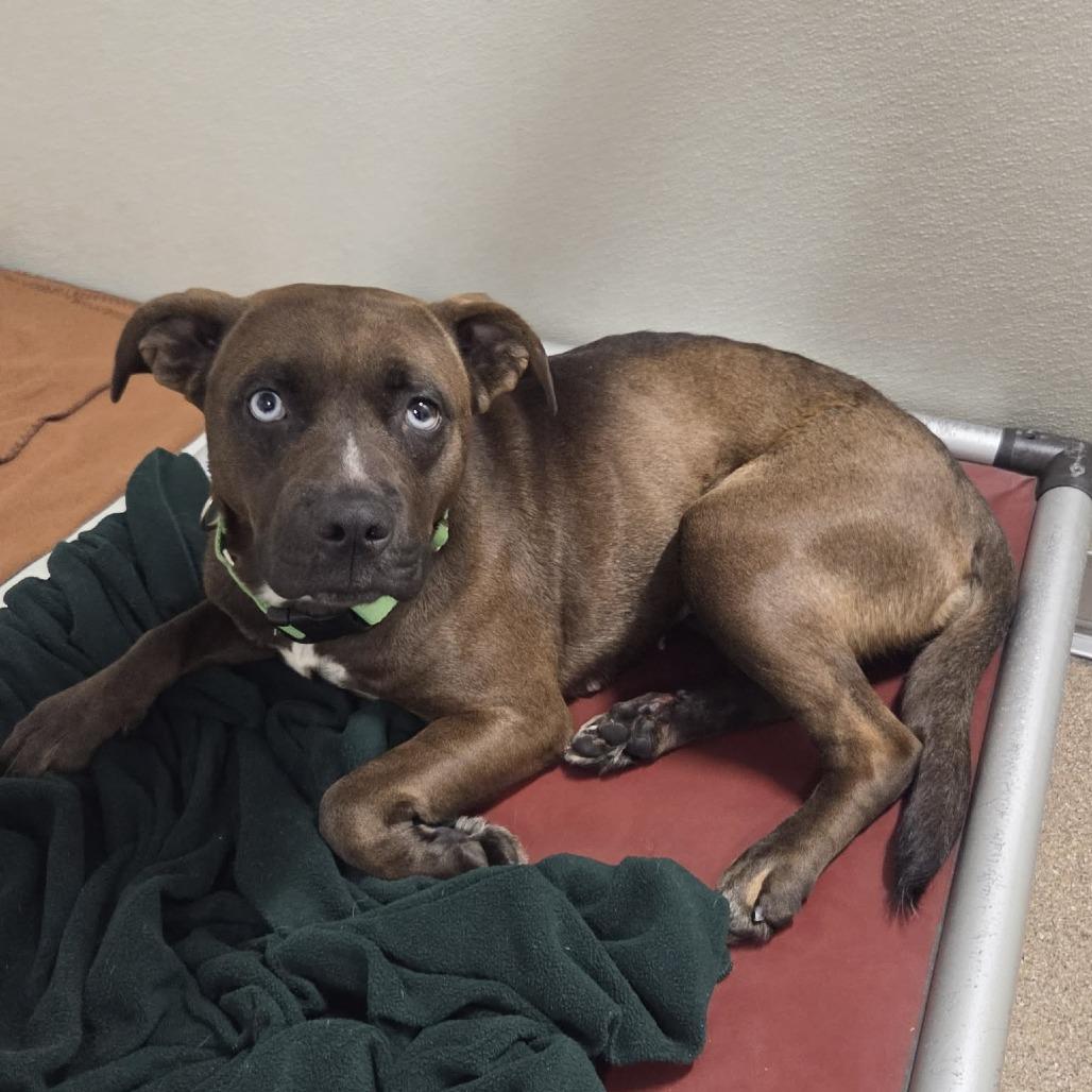 Holly (Hooch), Adoptable, Adult Female Mixed Breed.