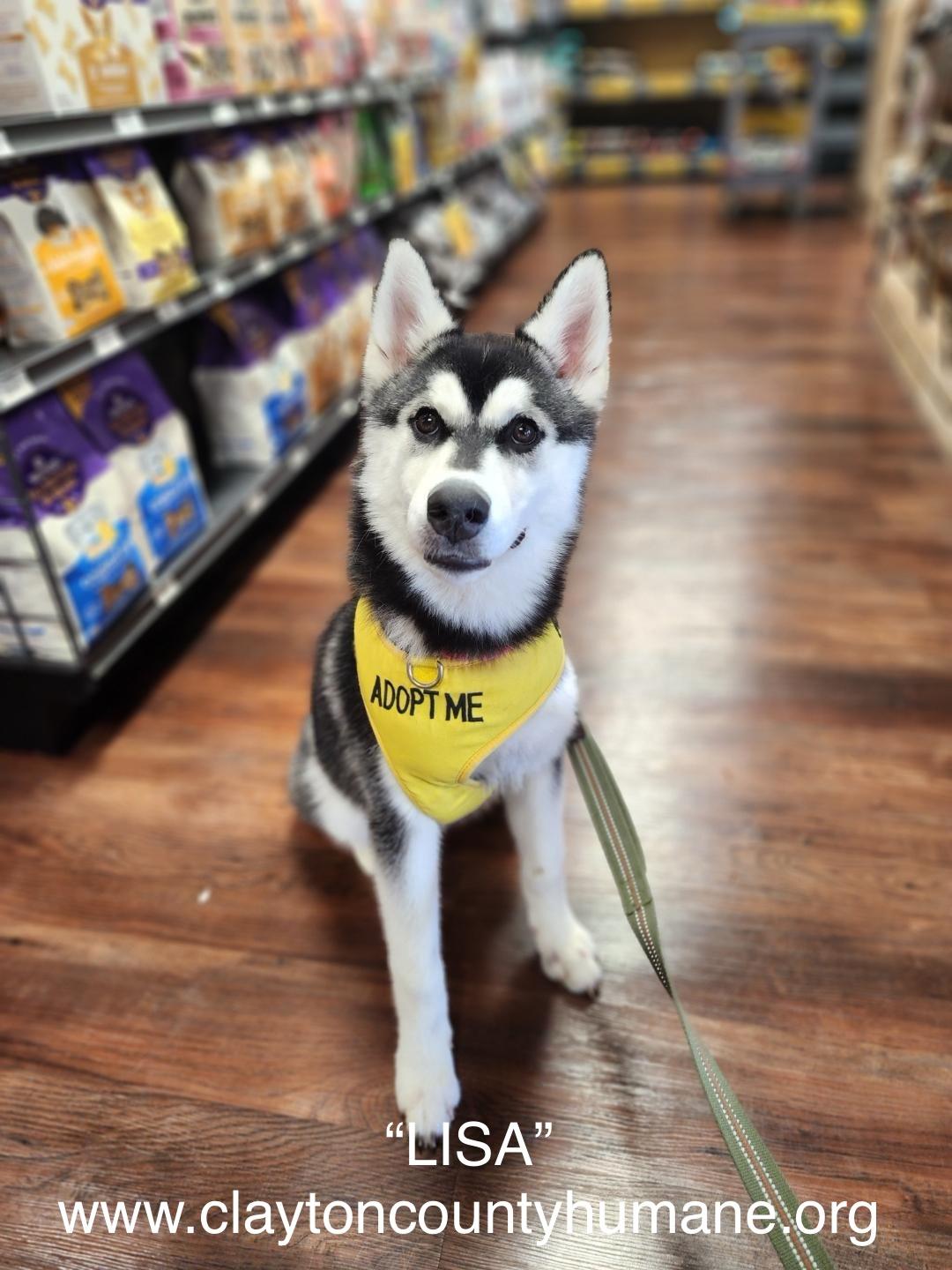 Lisa Siberian Husky Dog