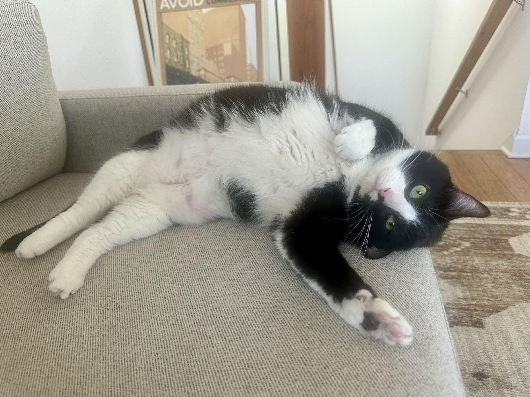 Enlarge Fezzik, an adoptable Domestic Short Hair in Chicago, IL image 5/6