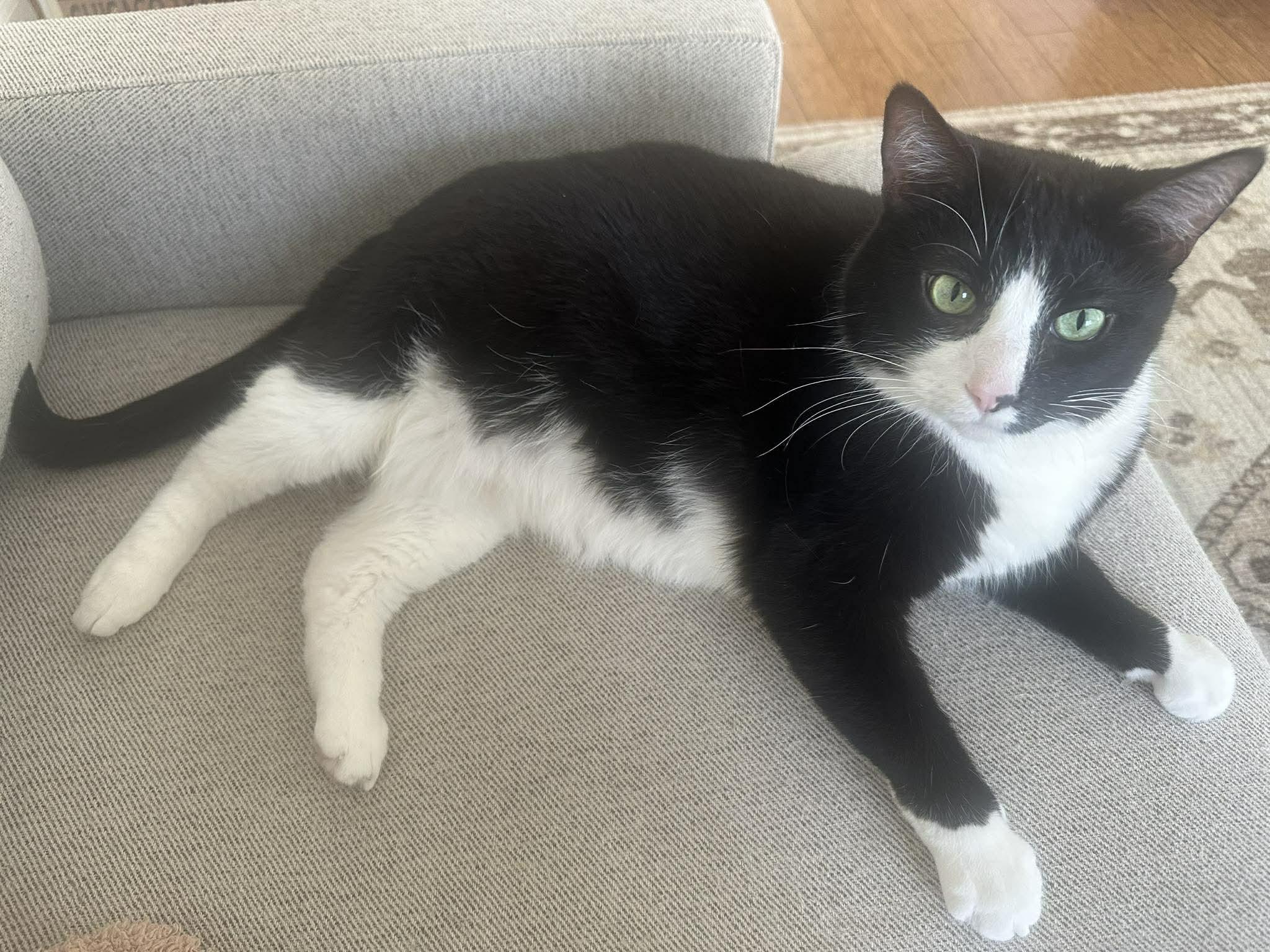 Fezzik, adoptable, Adult Male Domestic Short Hair.