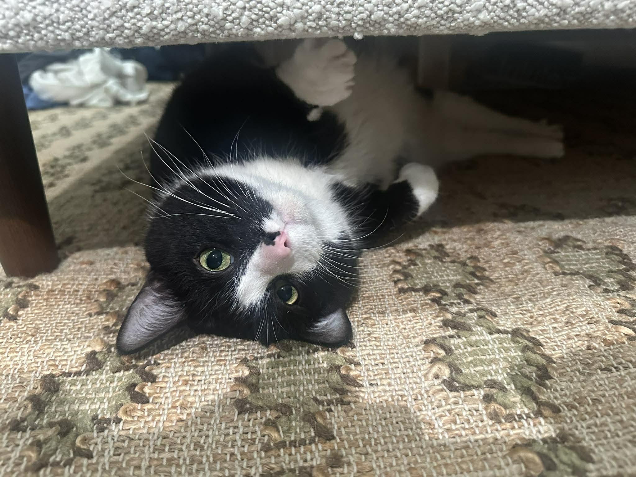 Enlarge Fezzik, an adoptable Domestic Short Hair in Chicago, IL image 3/6