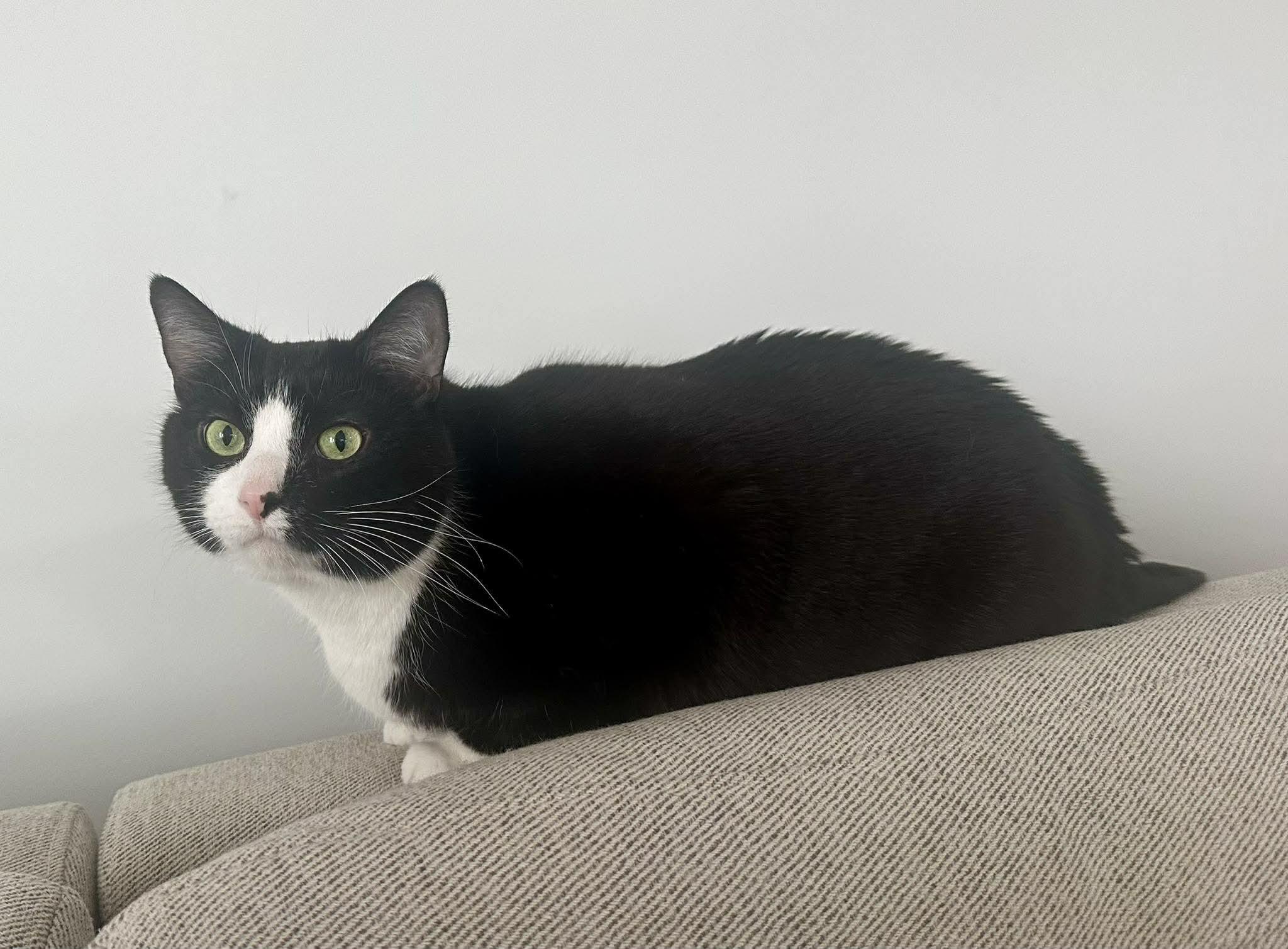 Enlarge Fezzik, an adoptable Domestic Short Hair in Chicago, IL image 4/6