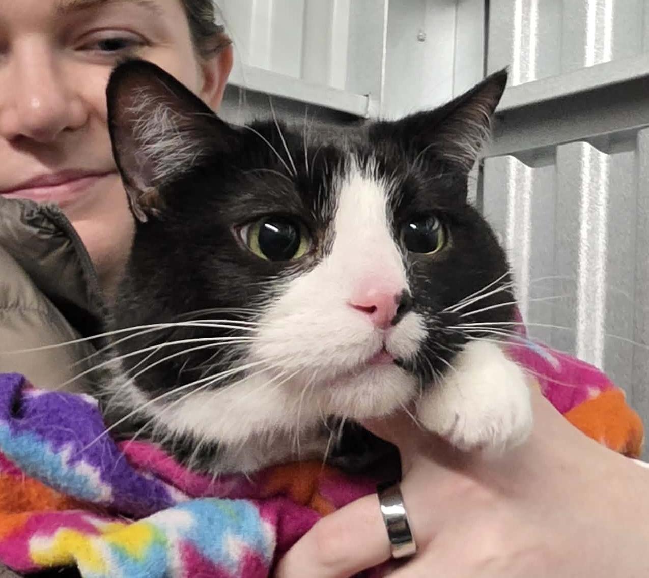 Enlarge Fezzik, an adoptable Domestic Short Hair in Chicago, IL image 2/6