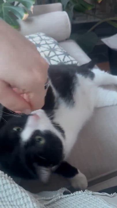 Enlarge Fezzik, an adoptable Domestic Short Hair in Chicago, IL video 6/6