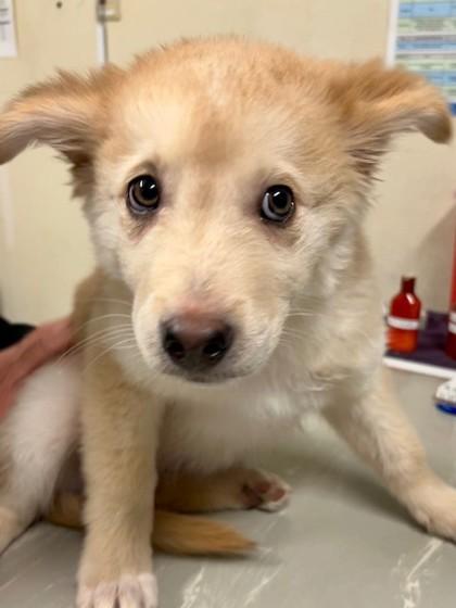 Tinsel, Adoptable, Puppy Male Husky & Australian Shepherd.