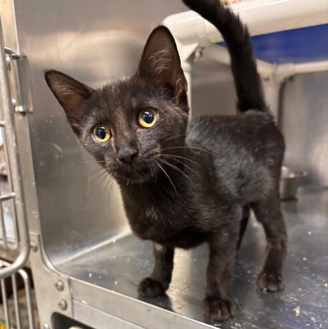 Polaris, ADOPTABLE, Young Female Domestic Short Hair.
