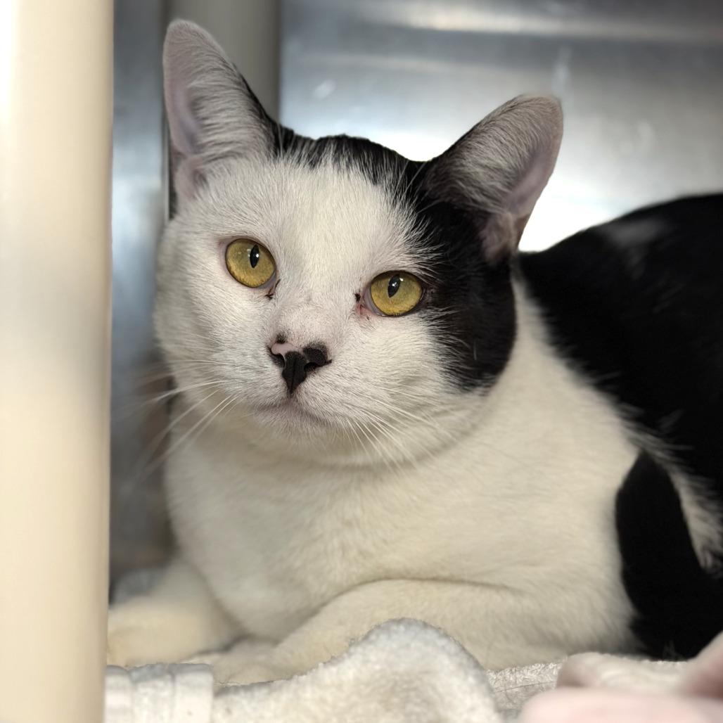 Enlarge Pingu*Bonded w/ Cannoli*, a Adoptable Domestic Short Hair in Kennebunk, ME image 1/3