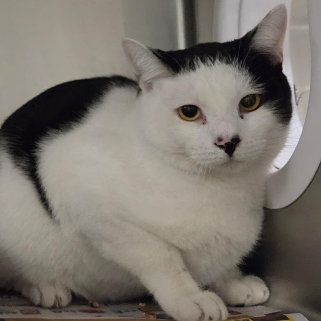 Enlarge Pingu*Bonded w/ Cannoli*, a Adoptable Domestic Short Hair in Kennebunk, ME image 2/3