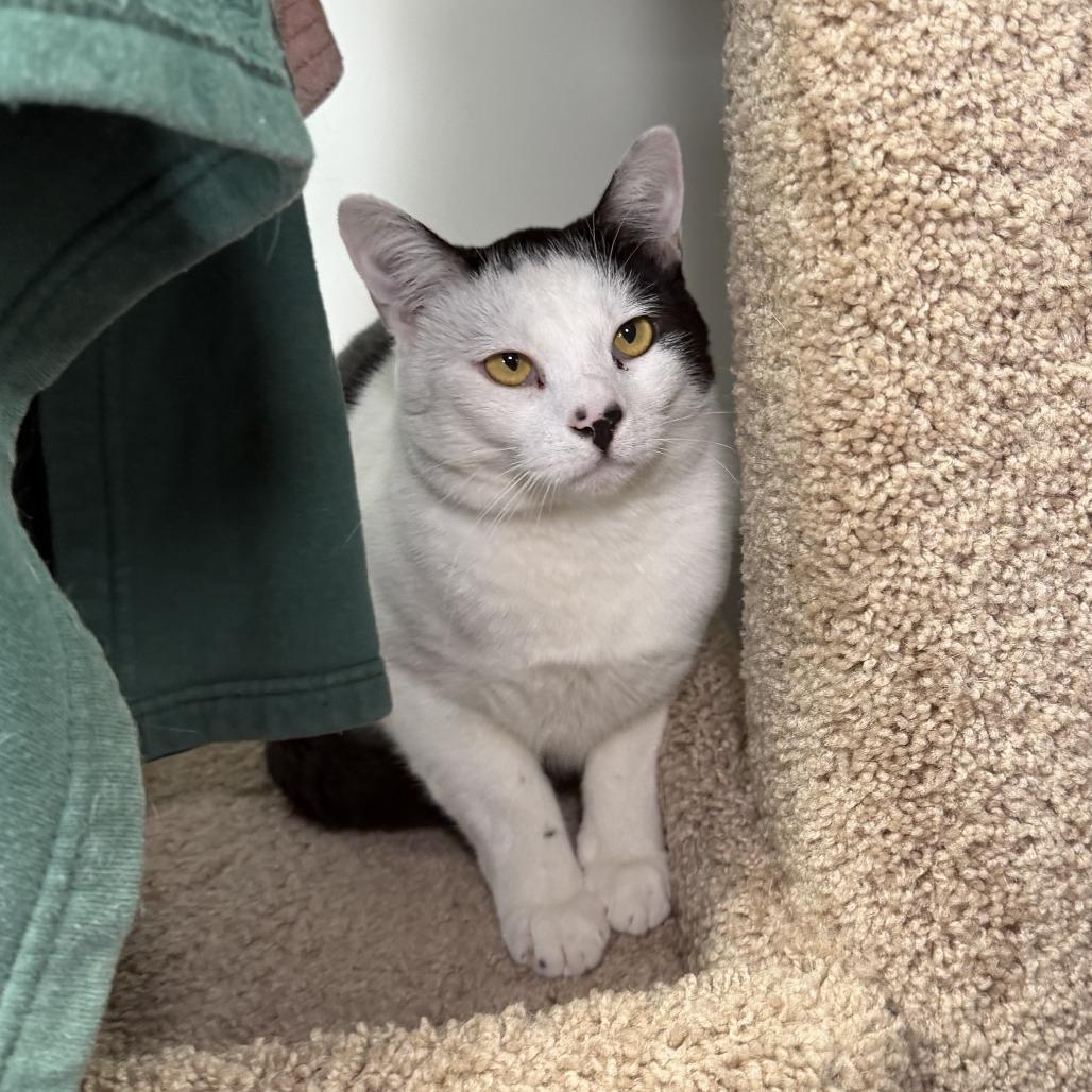 Enlarge Pingu*Bonded w/ Cannoli*, a Adoptable Domestic Short Hair in Kennebunk, ME image 3/3
