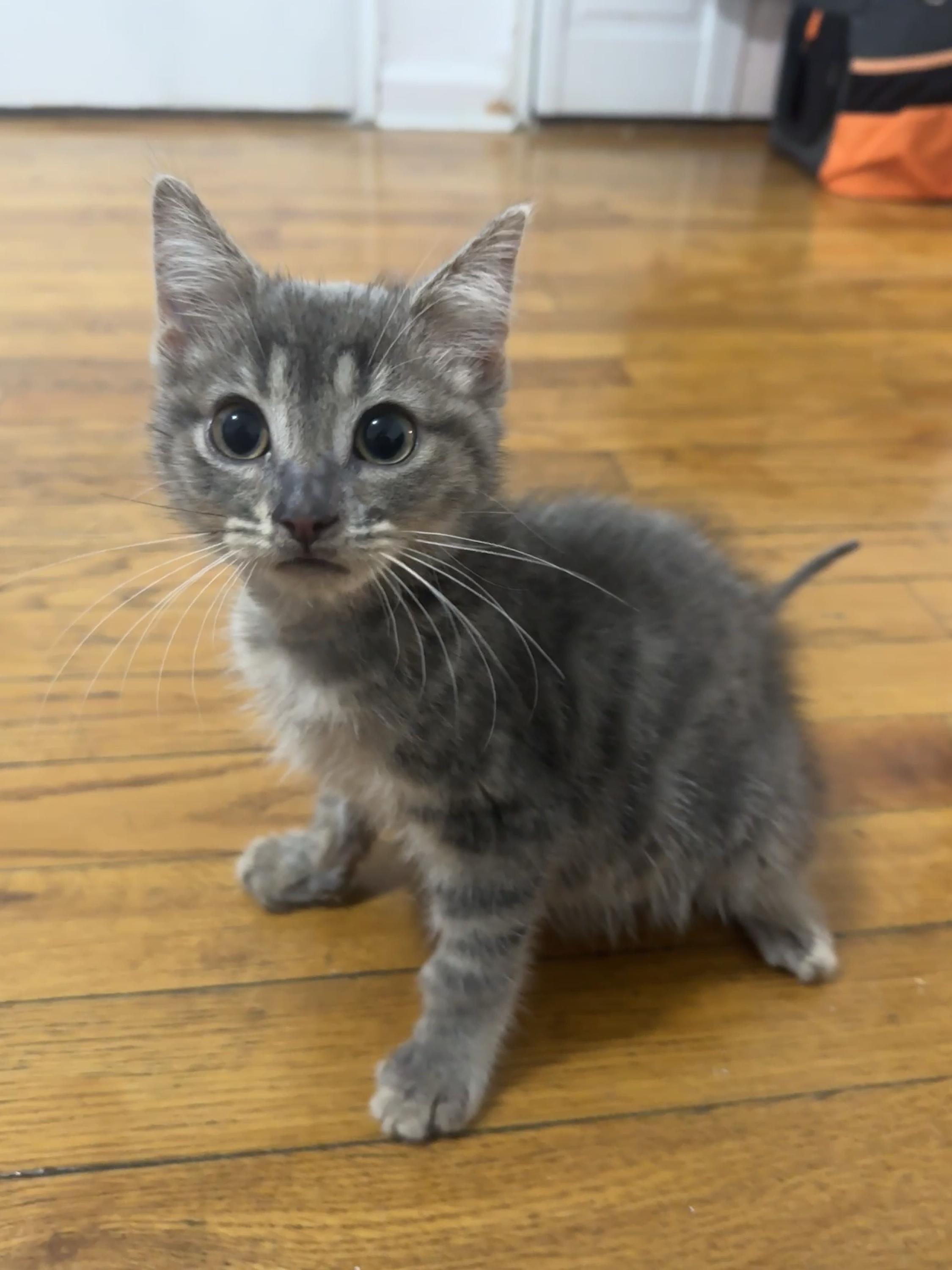 Enlarge Kenzo, a Adopted Domestic Short Hair in Long Island City, NY image 6/6