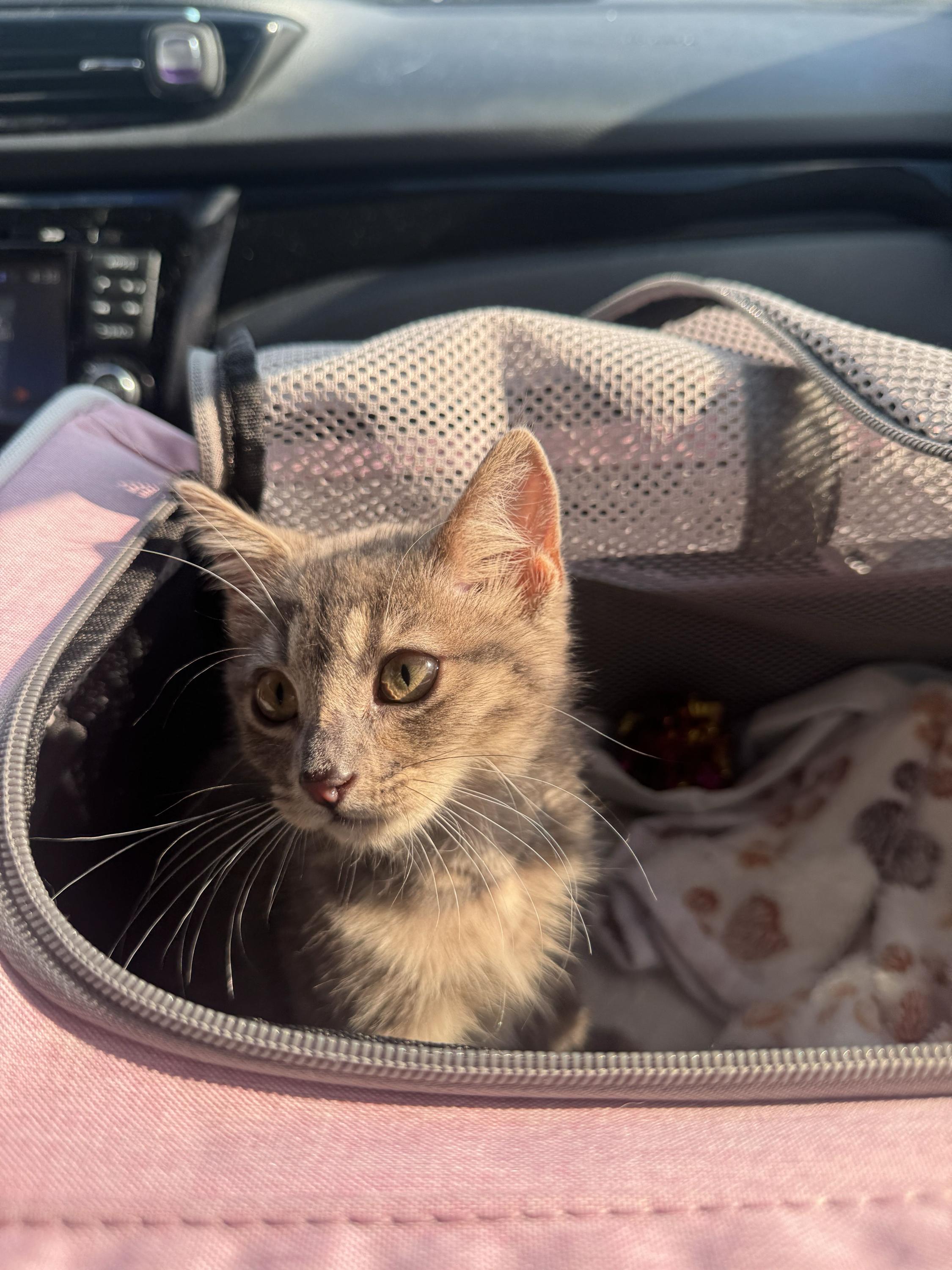 Enlarge Kenzo, a Adopted Domestic Short Hair in Long Island City, NY image 2/6