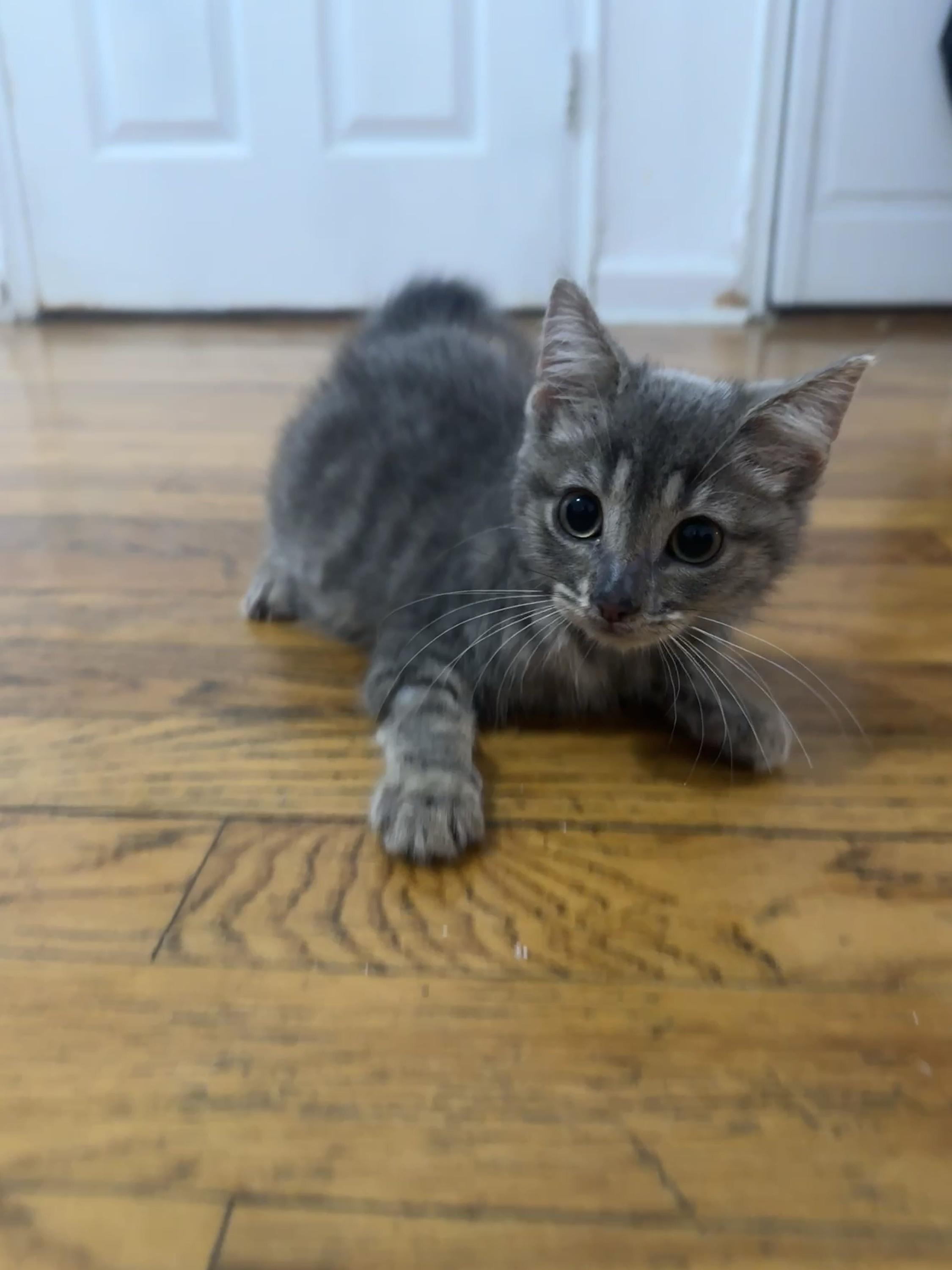 Enlarge Kenzo, a Adopted Domestic Short Hair in Long Island City, NY image 4/6