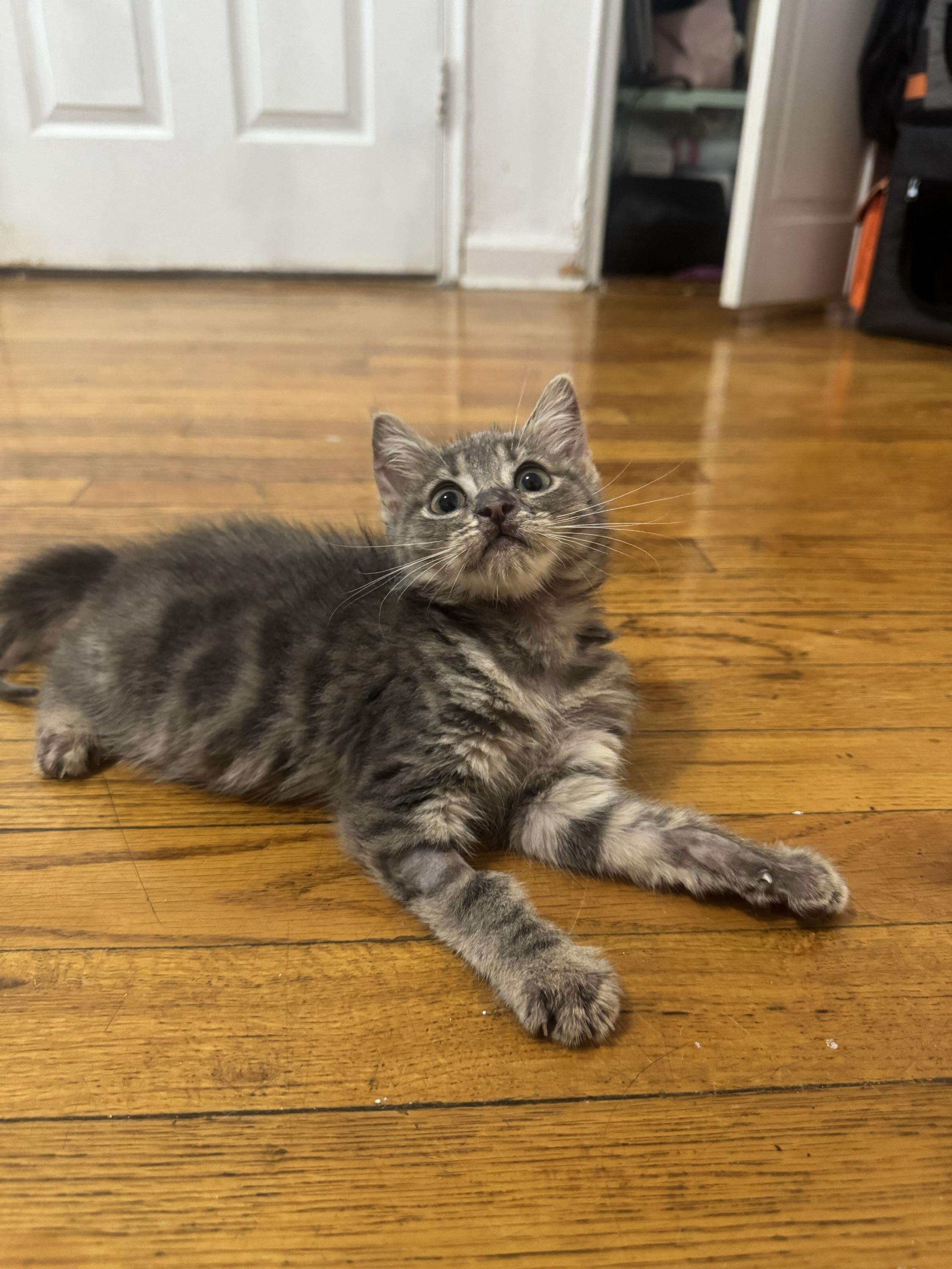 Enlarge Kenzo, a Adopted Domestic Short Hair in Long Island City, NY image 5/6