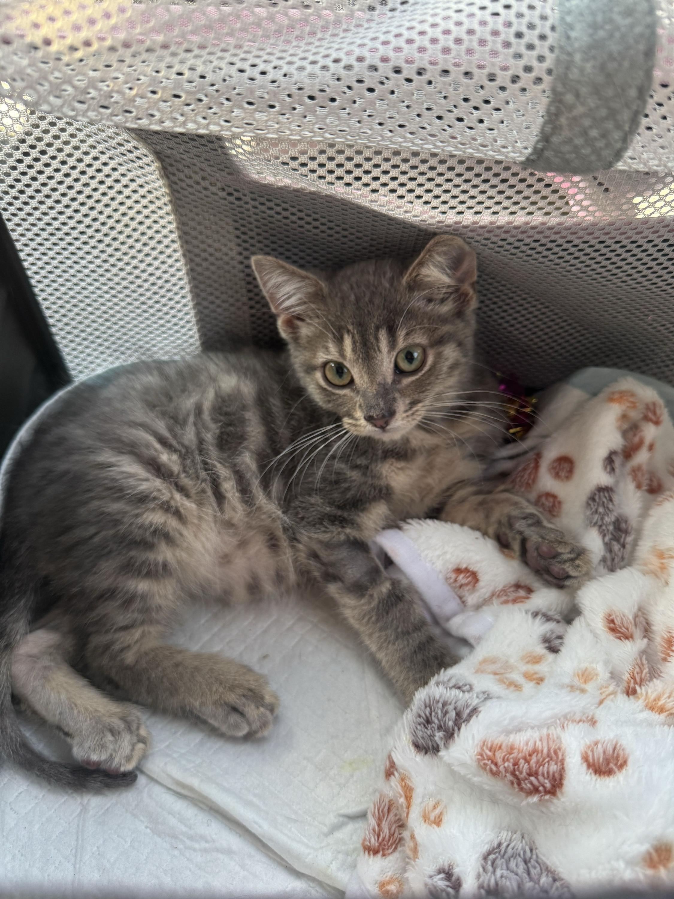 Kenzo, Adopted, Kitten Male Domestic Short Hair.