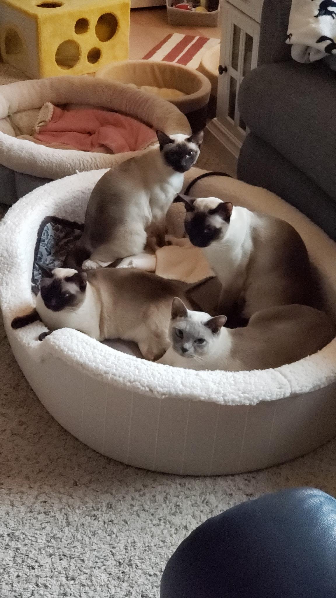 Anabelle, a Adoptable Tonkinese in Sterling Heights, MI image 3/3