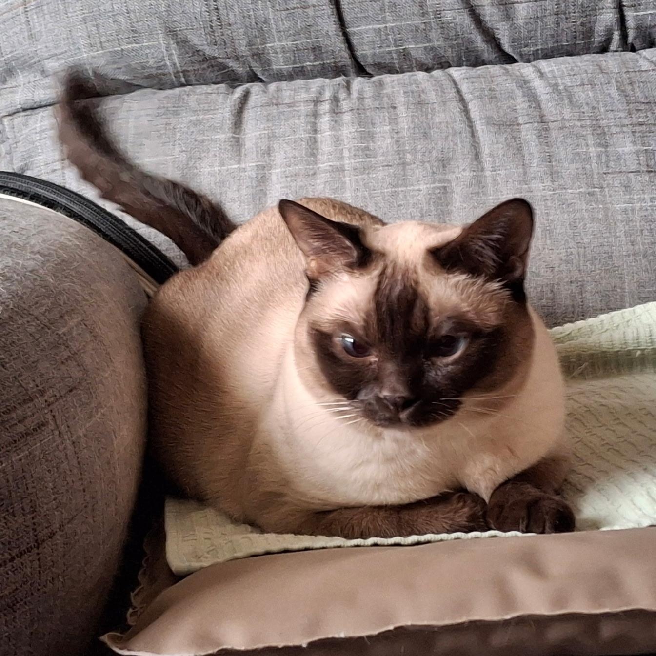 Anabelle, Adoptable, Adult Female Tonkinese.