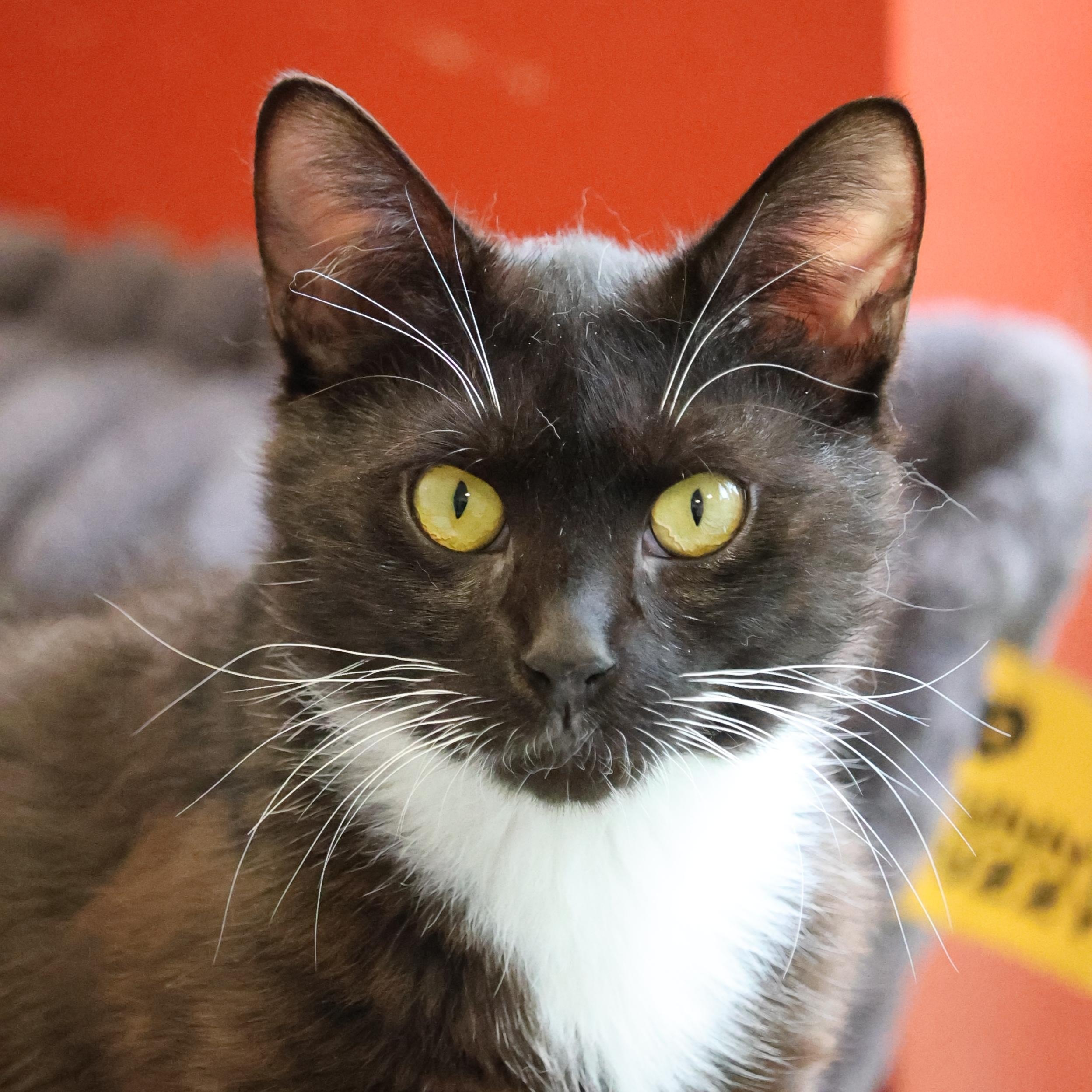 Broom, Adoptable, Young Male Domestic Short Hair.