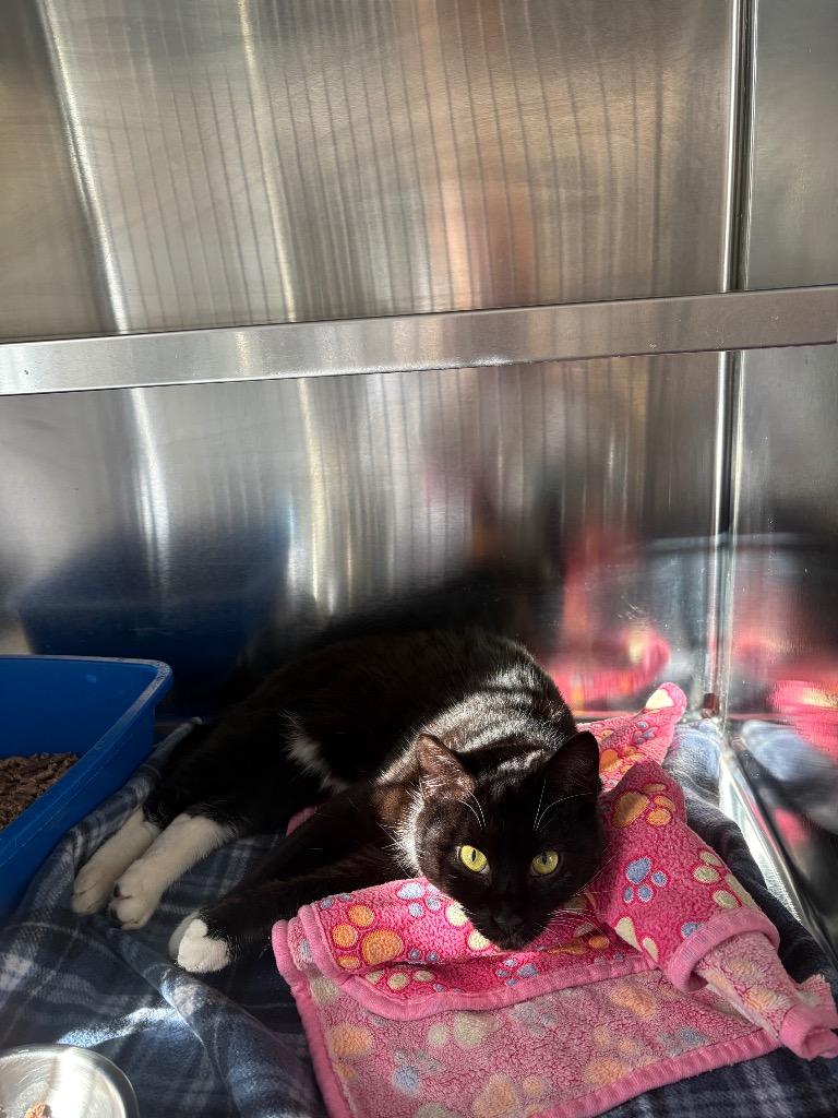 Broom, a Adoptable Domestic Short Hair in North Haven, CT image 3/3