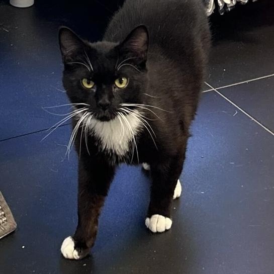 Broom, a Adoptable Domestic Short Hair in North Haven, CT image 2/3