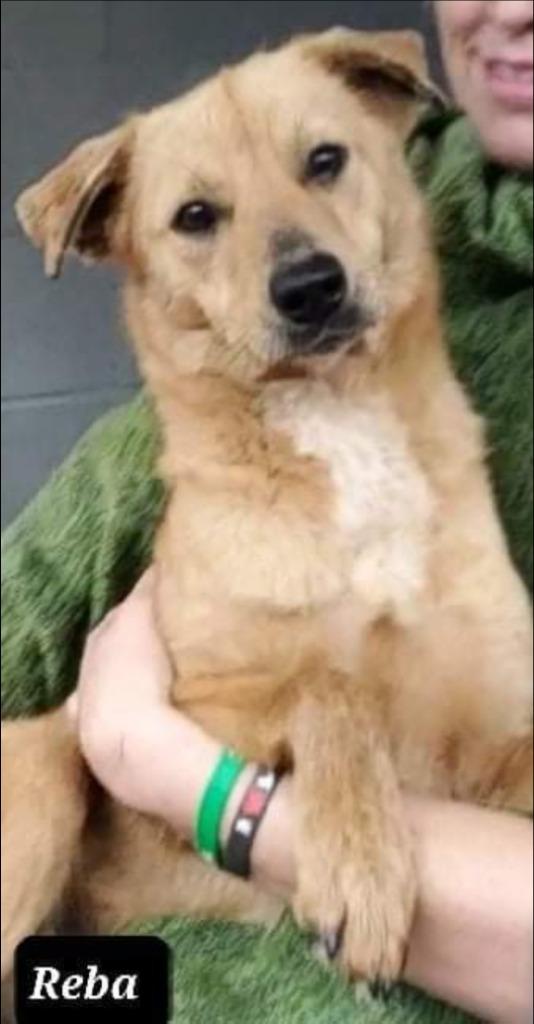 Reba, Adoptable, Adult Female Catahoula Leopard Dog & Mountain Cur.