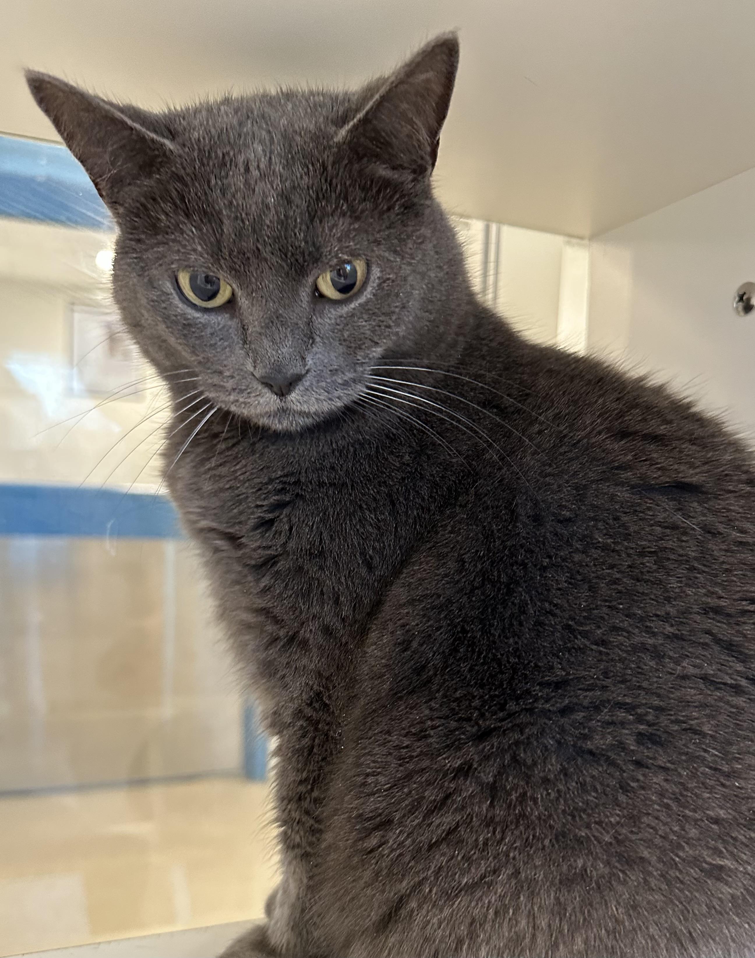 Enlarge Sugar (ID 23836/4095), an adopted Domestic Short Hair in Manassas, VA image 1/1