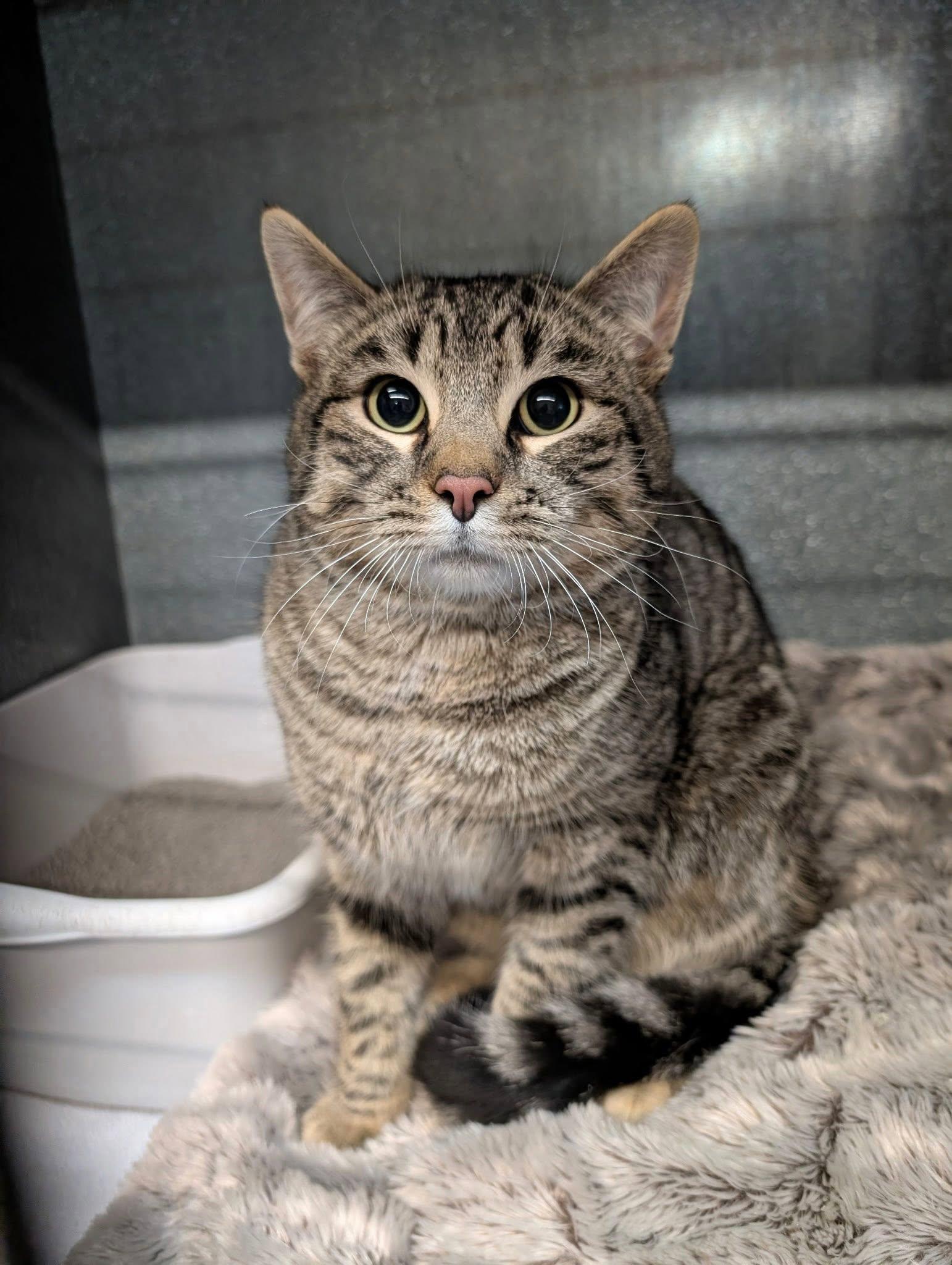 Milo, ADOPTABLE, Adult Male Domestic Short Hair.