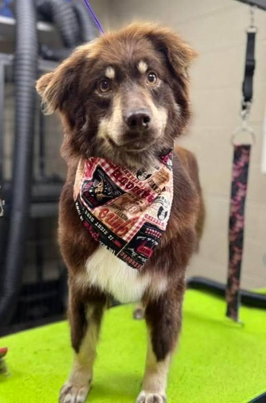 Jersey: At shelter, Adopted, Adult Male Australian Shepherd.