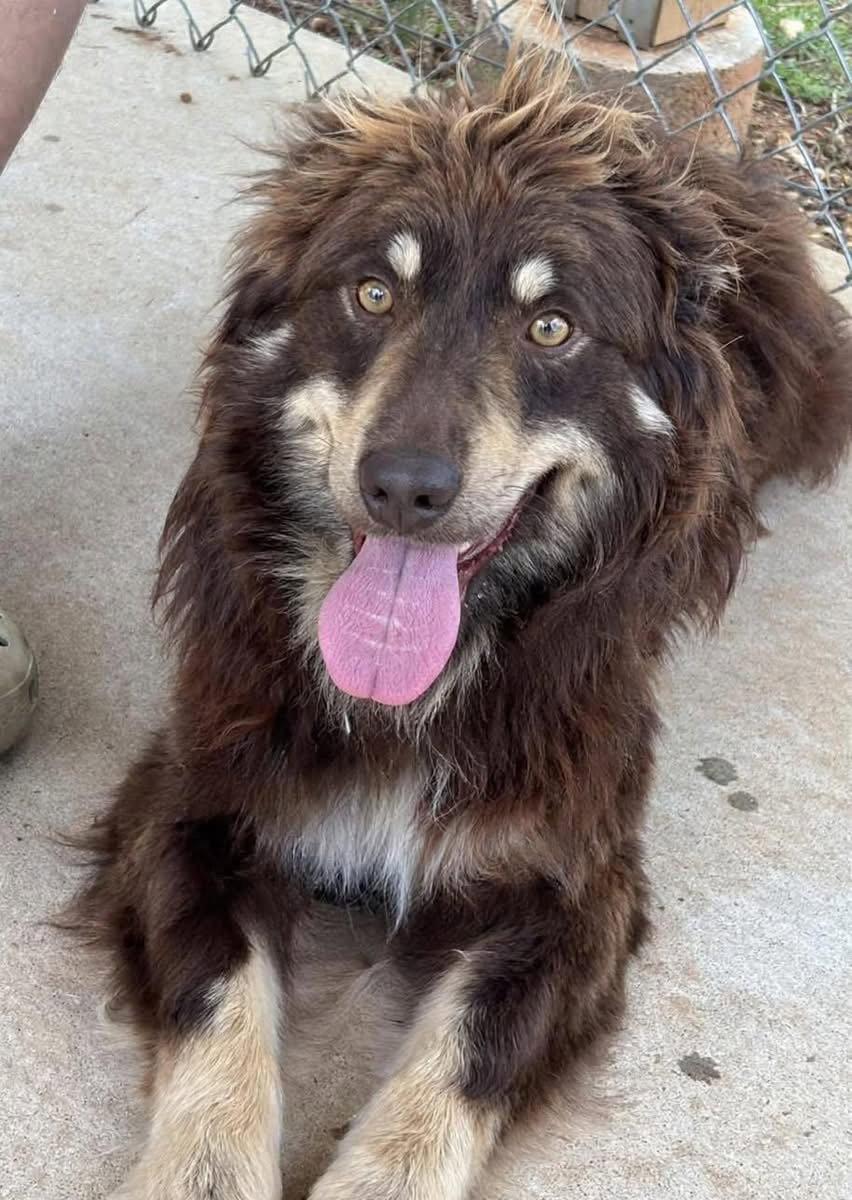 Enlarge Jersey: At shelter, a Adopted Australian Shepherd in Rustburg, VA image 2/3