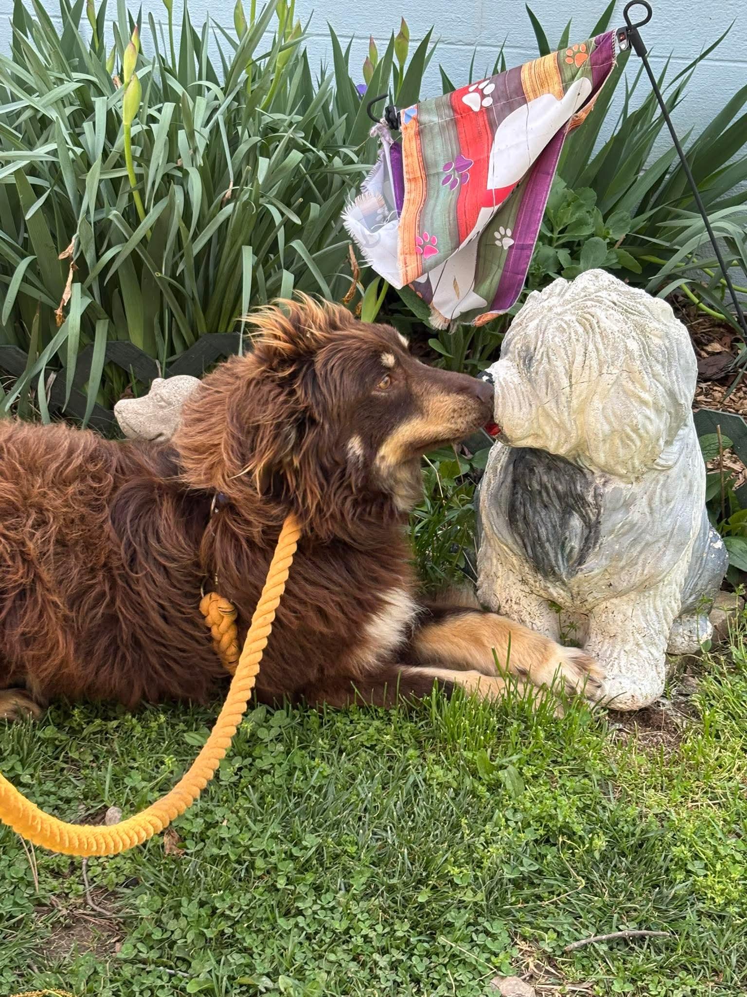 Enlarge Jersey: At shelter, a Adopted Australian Shepherd in Rustburg, VA image 3/3